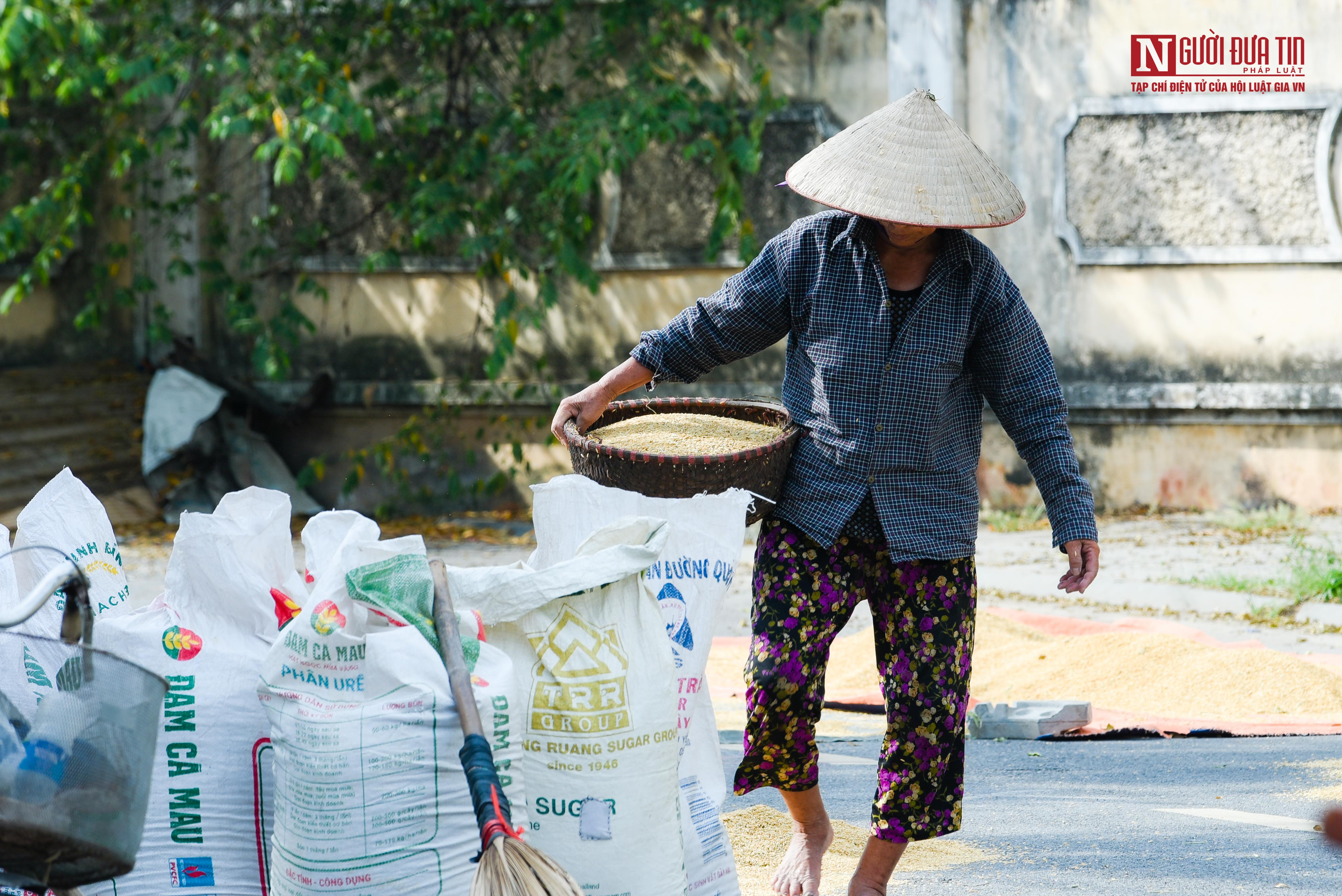 Bất động sản - Nông dân phơi thóc vàng ươm trên con đường shophouse tiền tỷ (Hình 13).