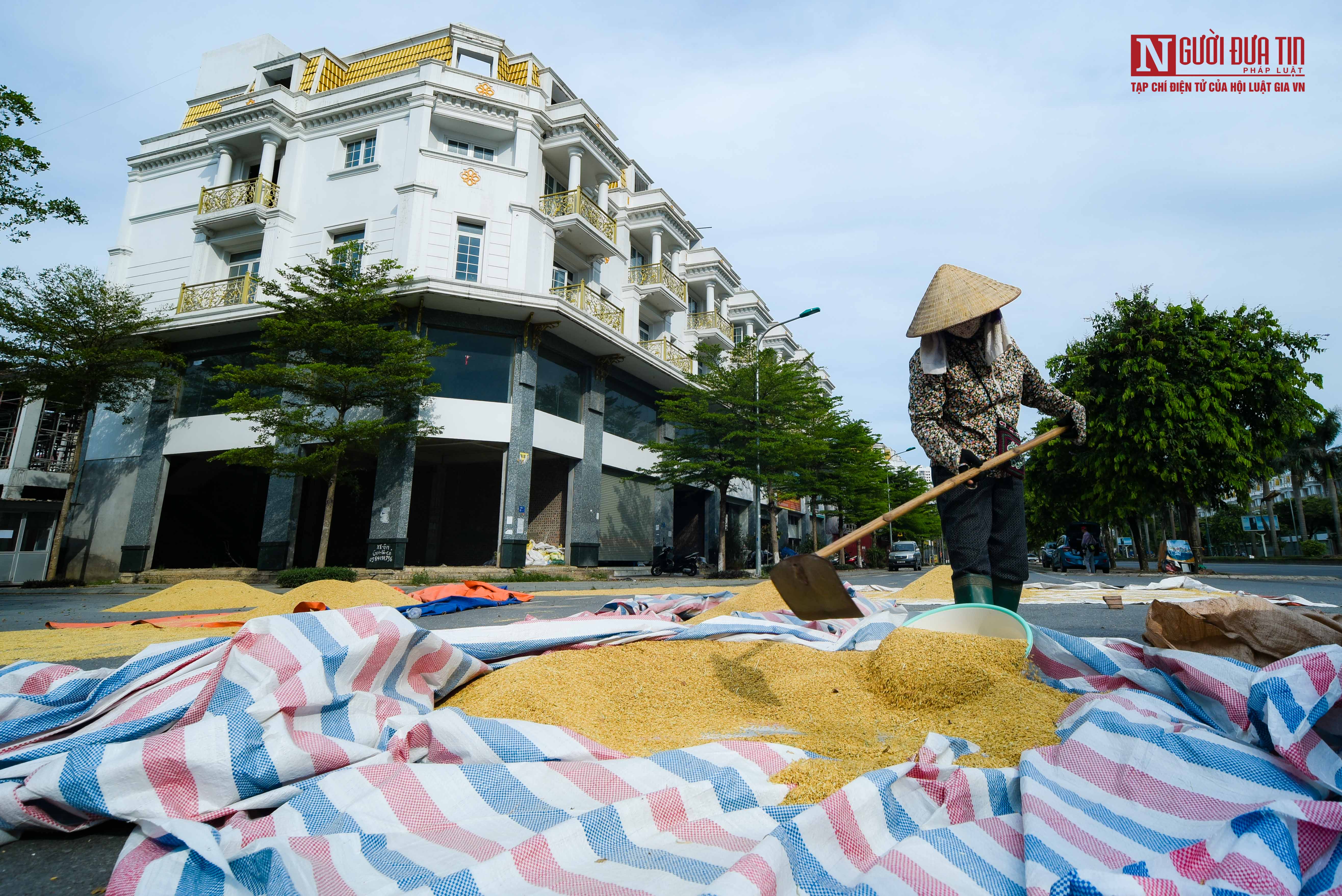 Bất động sản - Nông dân phơi thóc vàng ươm trên con đường shophouse tiền tỷ (Hình 11).