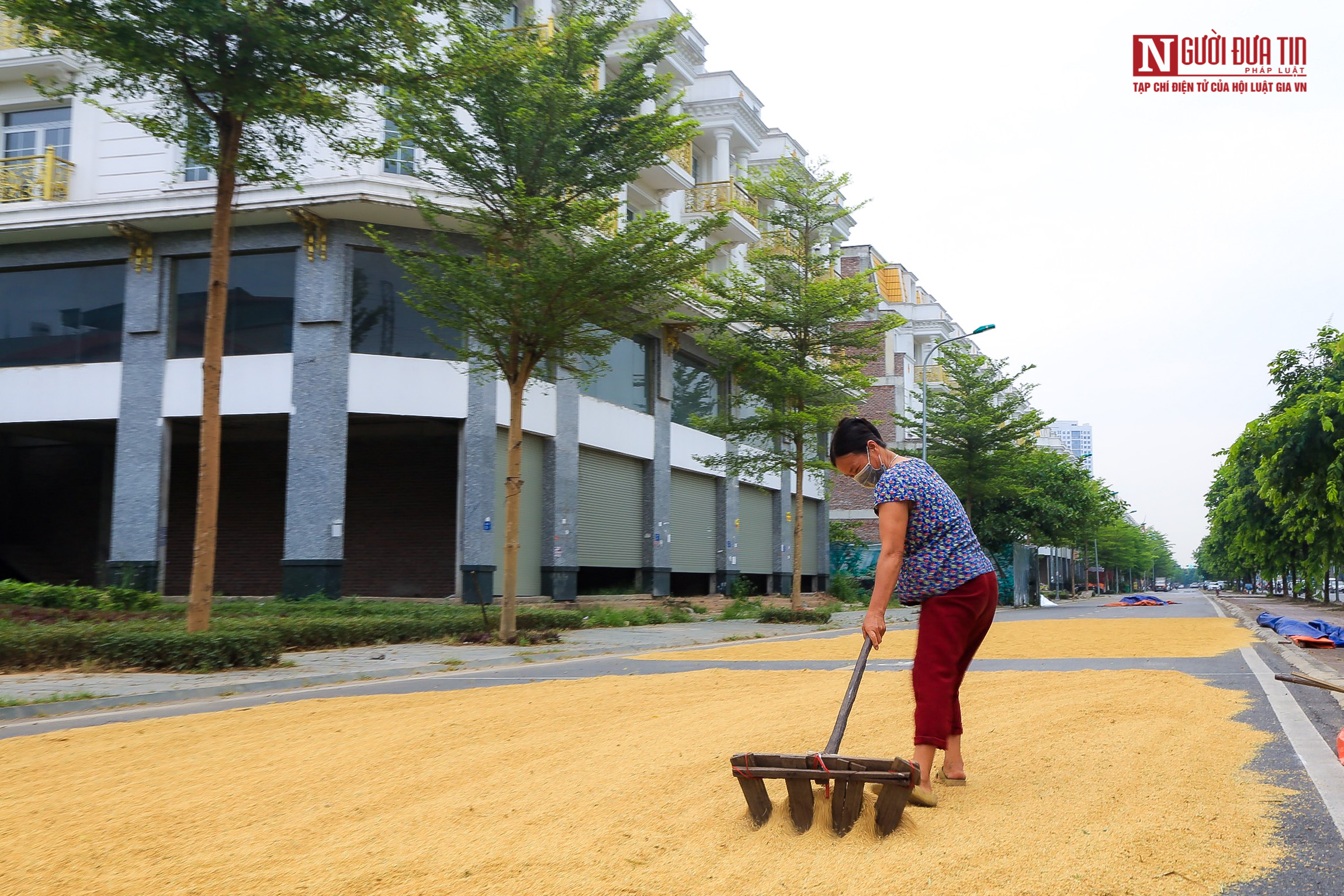 Bất động sản - Nông dân phơi thóc vàng ươm trên con đường shophouse tiền tỷ (Hình 9).