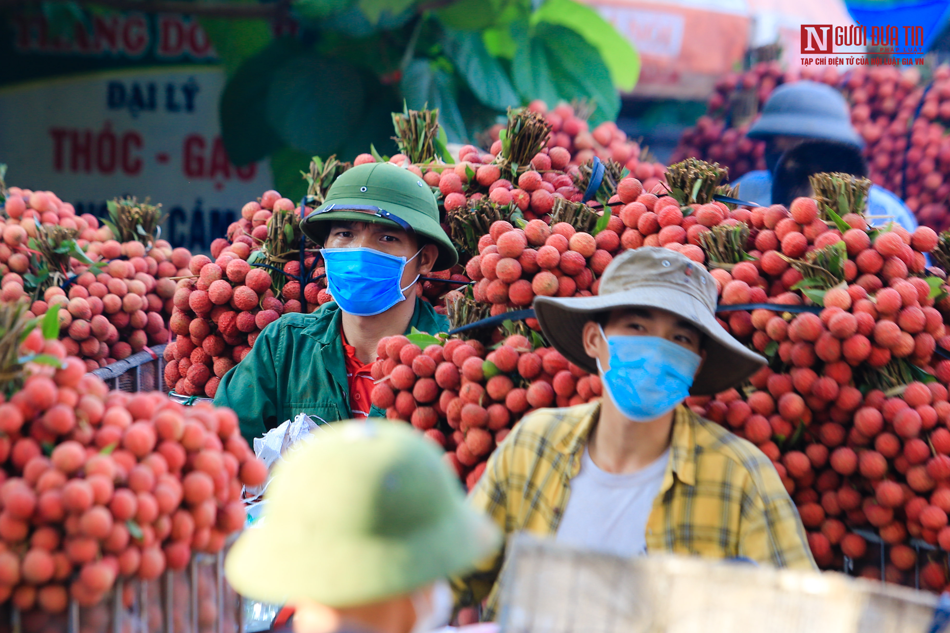 Tiêu dùng & Dư luận - Sắc đỏ vải thiều rợp trời Bắc Giang (Hình 10).