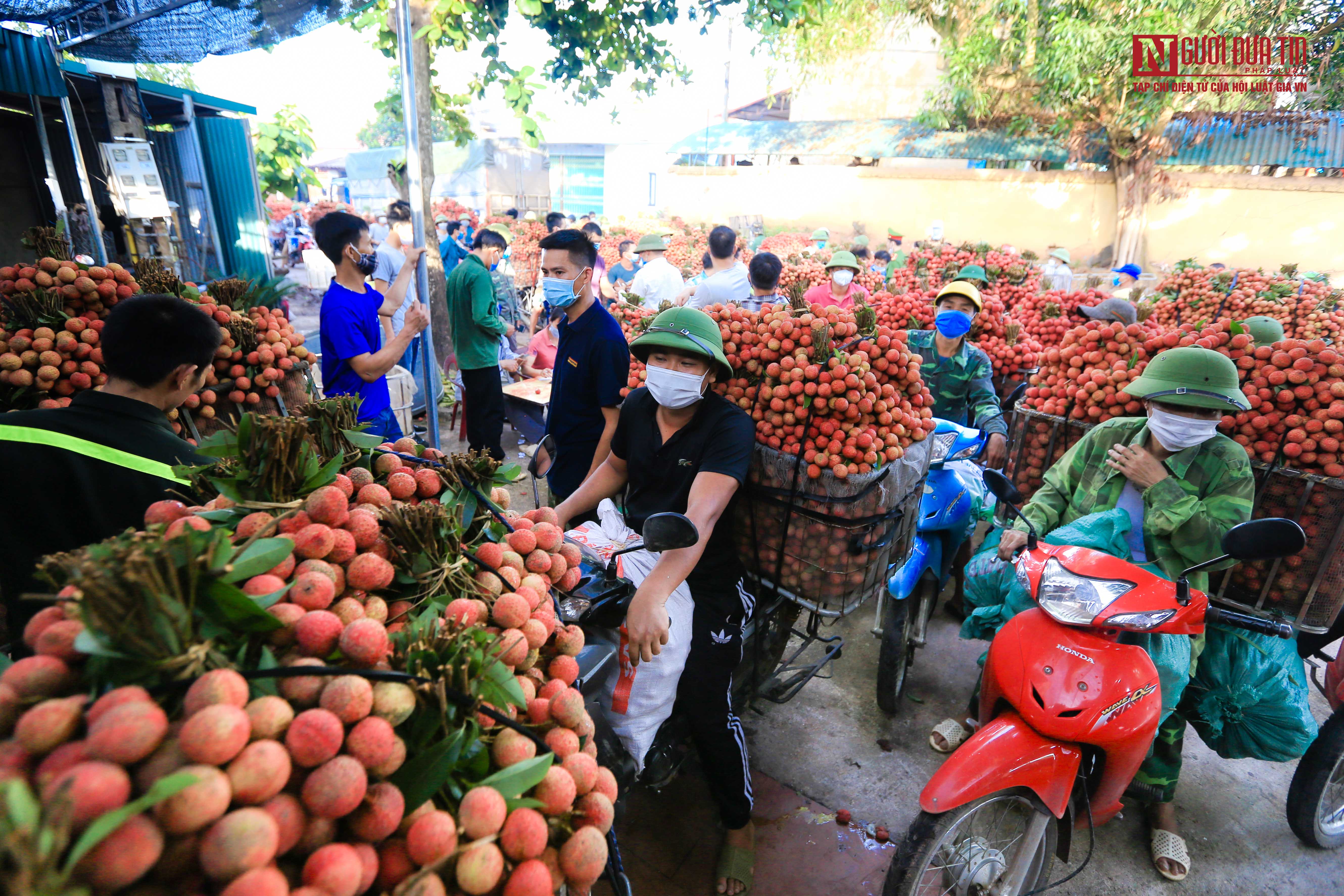 Tiêu dùng & Dư luận - Sắc đỏ vải thiều rợp trời Bắc Giang (Hình 11).