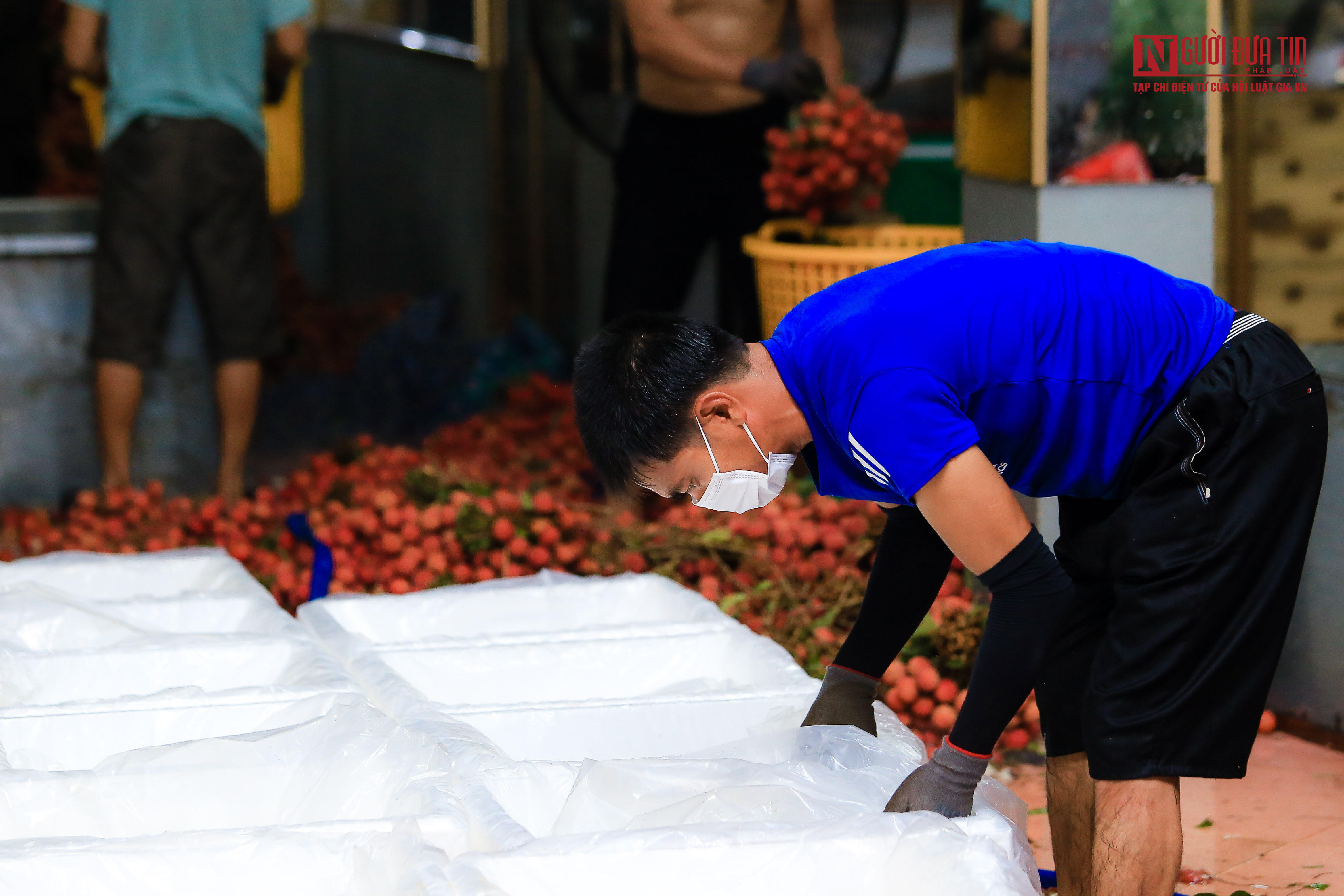 Tiêu dùng & Dư luận - Xuyên đêm đóng gói vải mang đi tiêu thụ  (Hình 3).