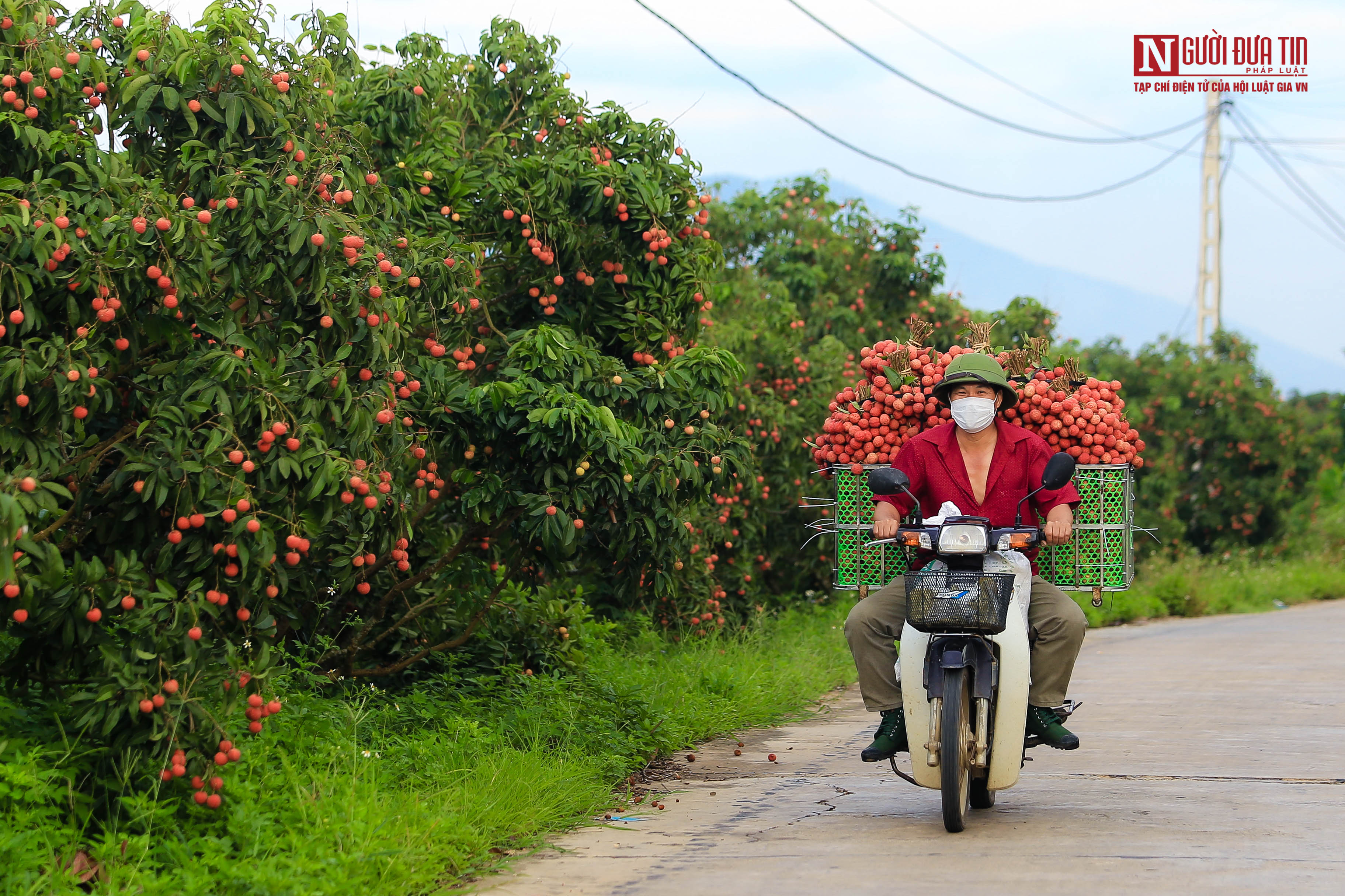 Tiêu dùng & Dư luận - Sắc đỏ vải thiều rợp trời Bắc Giang (Hình 7).