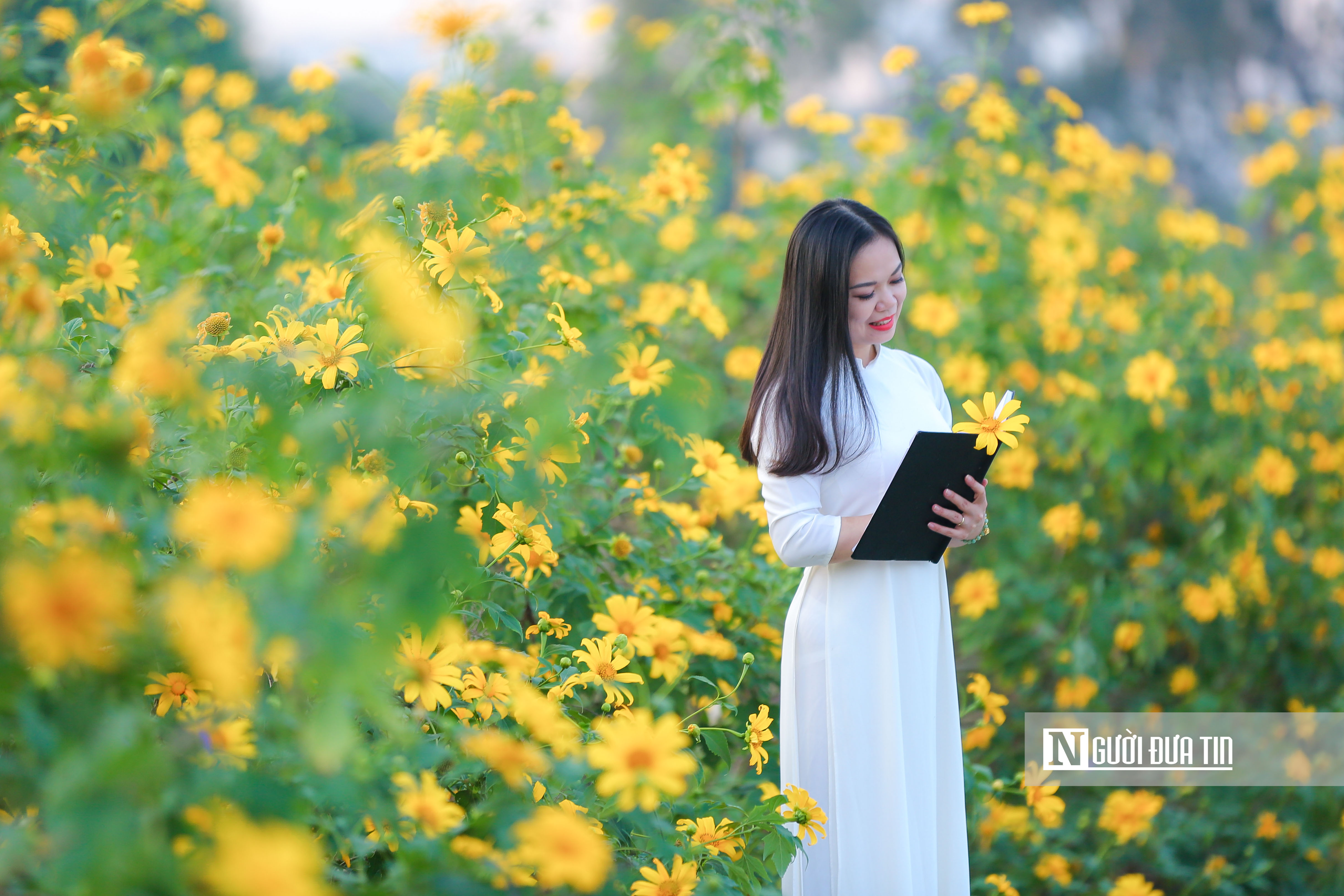 Dân sinh - Người dân chụp cùng hoa dã quỳ giữa lòng Thủ đô (Hình 6).