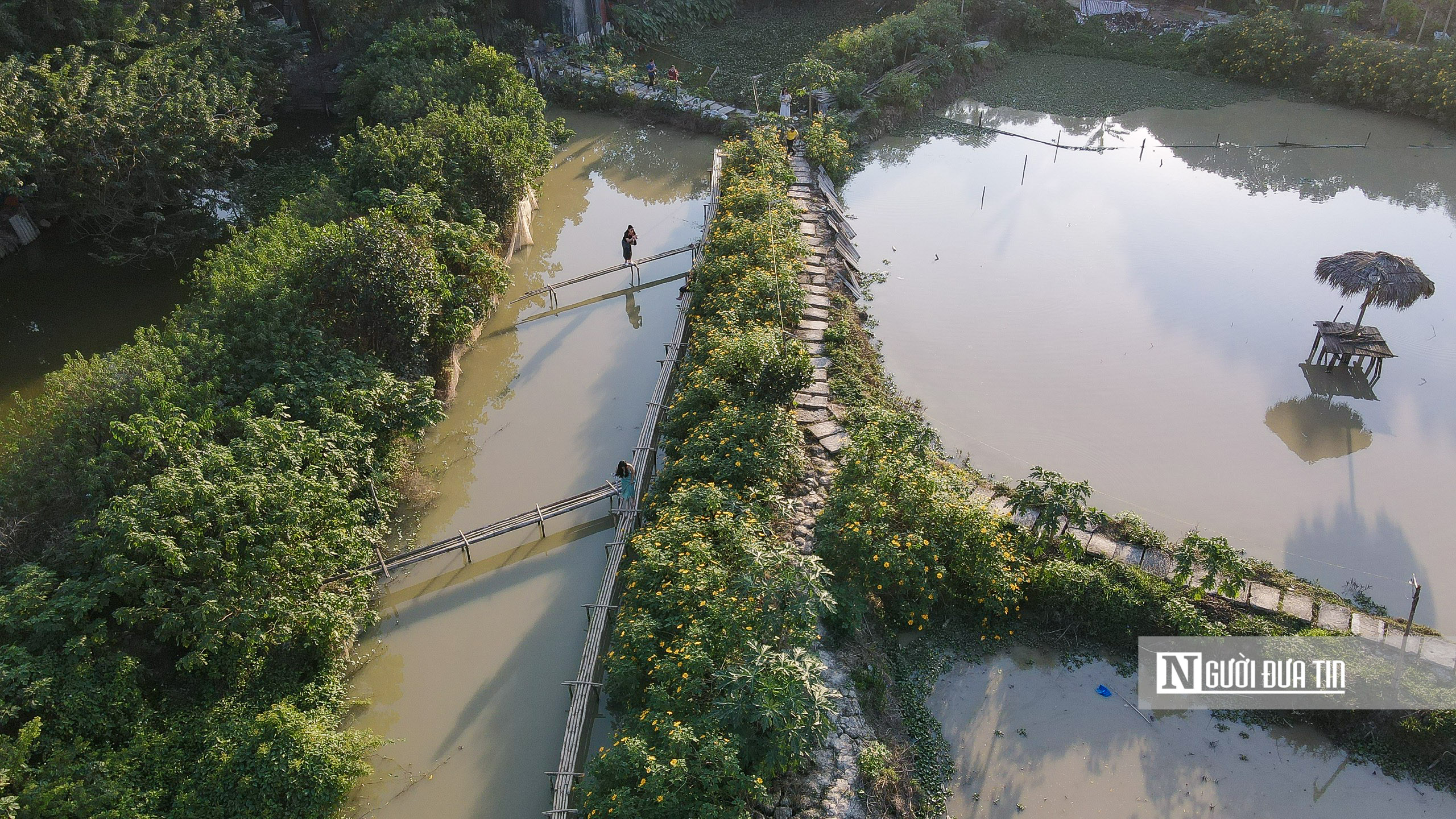 Dân sinh - Người dân chụp cùng hoa dã quỳ giữa lòng Thủ đô (Hình 5).