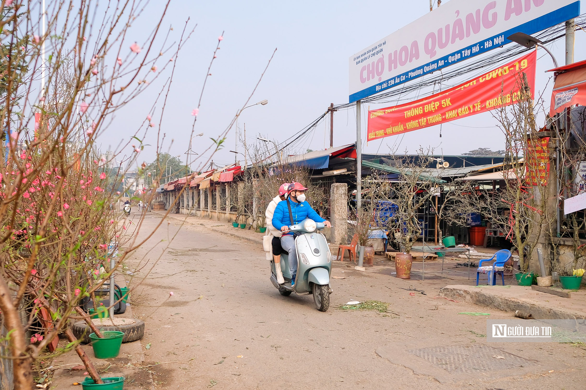 Sự kiện - Đào Nhật Tân xuống phố sớm phục vụ người dân chơi Tết sớm