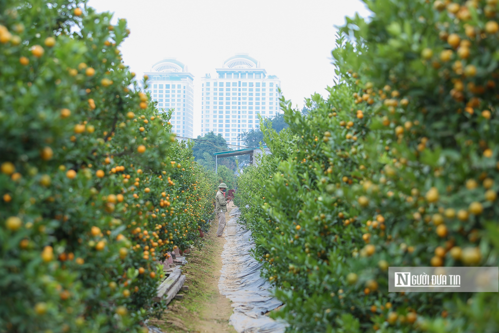 Tiêu dùng & Dư luận - Làng quất Tứ Liên tất bật vào vụ Tết Nhâm Dần 2022 (Hình 4).