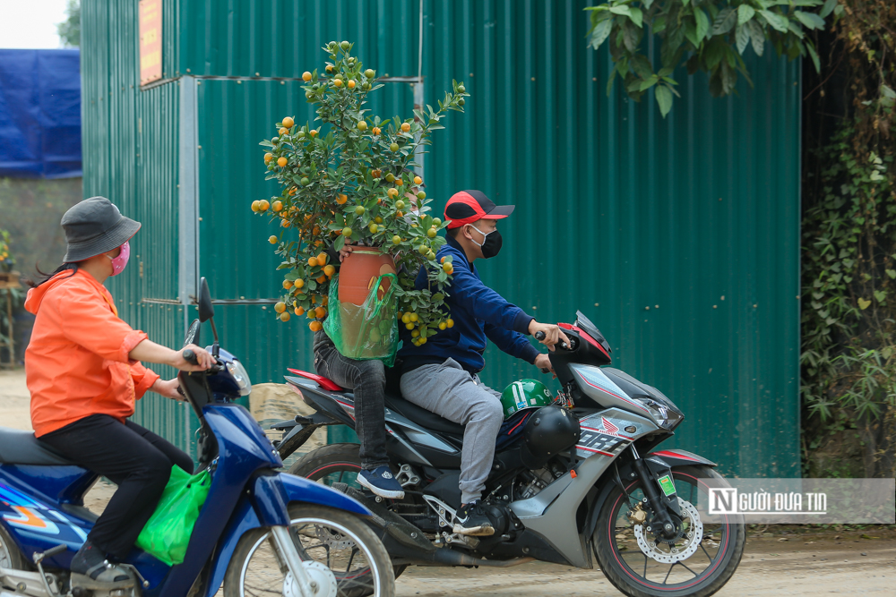 Tiêu dùng & Dư luận - Làng quất Tứ Liên tất bật vào vụ Tết Nhâm Dần 2022 (Hình 11).