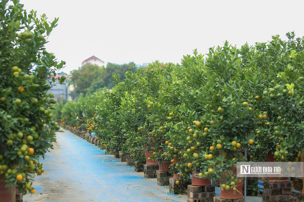 Tiêu dùng & Dư luận - Làng quất Tứ Liên tất bật vào vụ Tết Nhâm Dần 2022 (Hình 12).