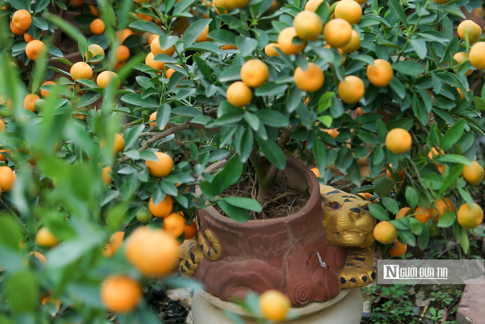 Tiêu dùng & Dư luận - Độc đáo quất bonsai 'ôm nhà' trưng Tết giá 15 triệu đồng (Hình 12).