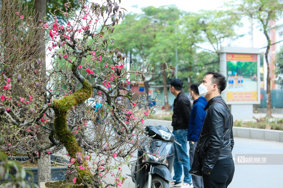 Tiêu dùng & Dư luận - Chiêm ngưỡng gốc đào trăm tuổi, chi 200 triệu chỉ được thuê về chơi Tết (Hình 10).