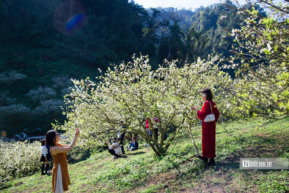 Dân sinh - 'Thiên đường' hoa mận trắng (Hình 10).