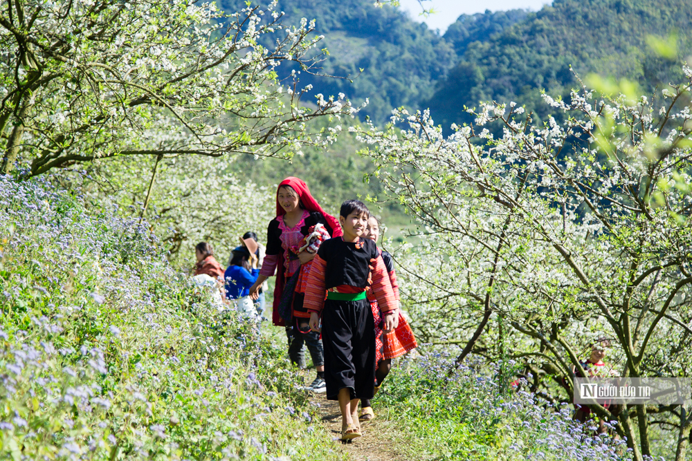 Dân sinh - 'Thiên đường' hoa mận trắng (Hình 8).