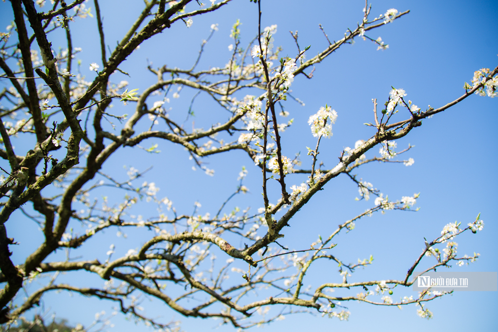 Dân sinh - 'Thiên đường' hoa mận trắng (Hình 3).