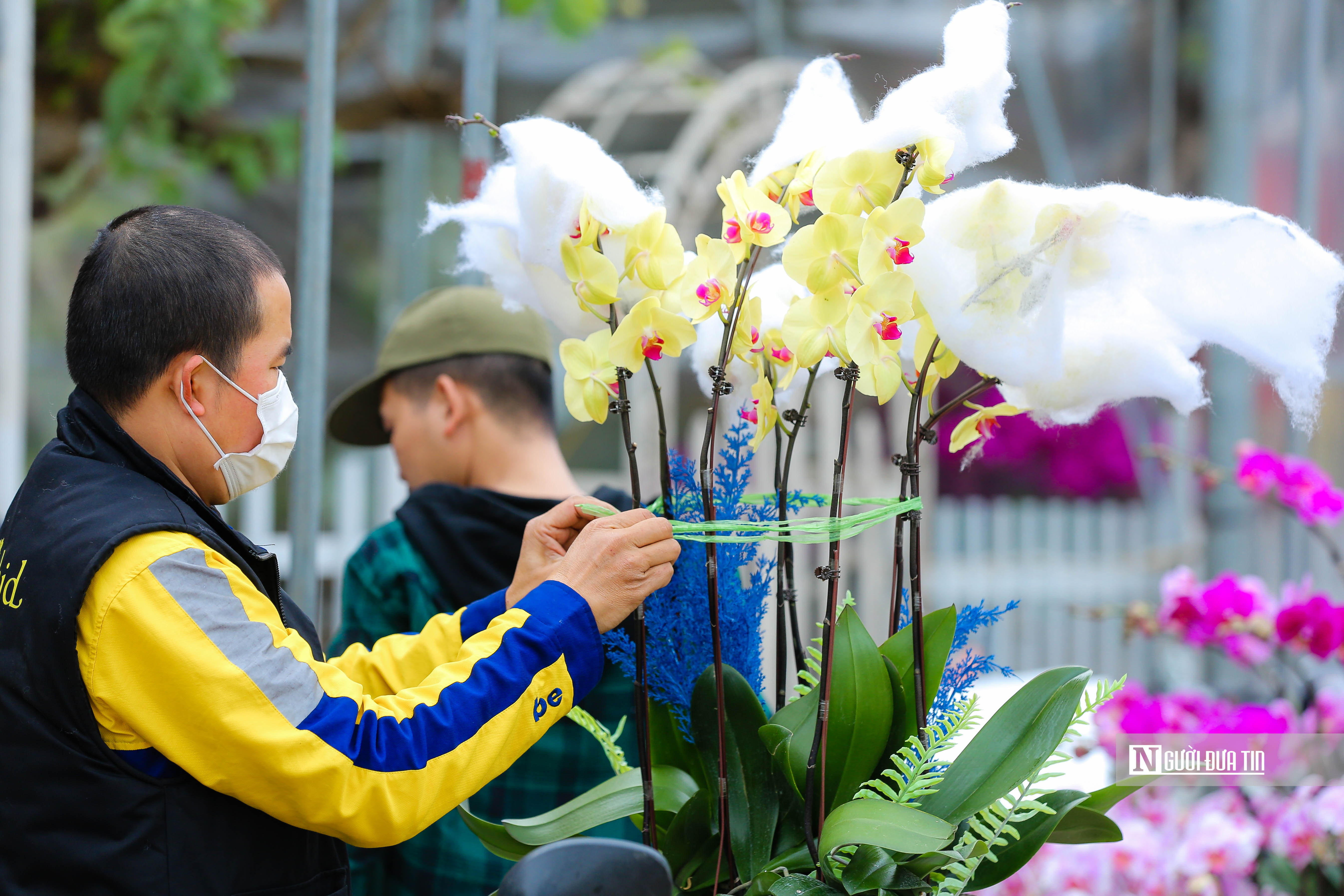 Tiêu dùng & Dư luận - Lan hồ điệp giá trăm triệu phục vụ xuân Nhâm Dần (Hình 16).