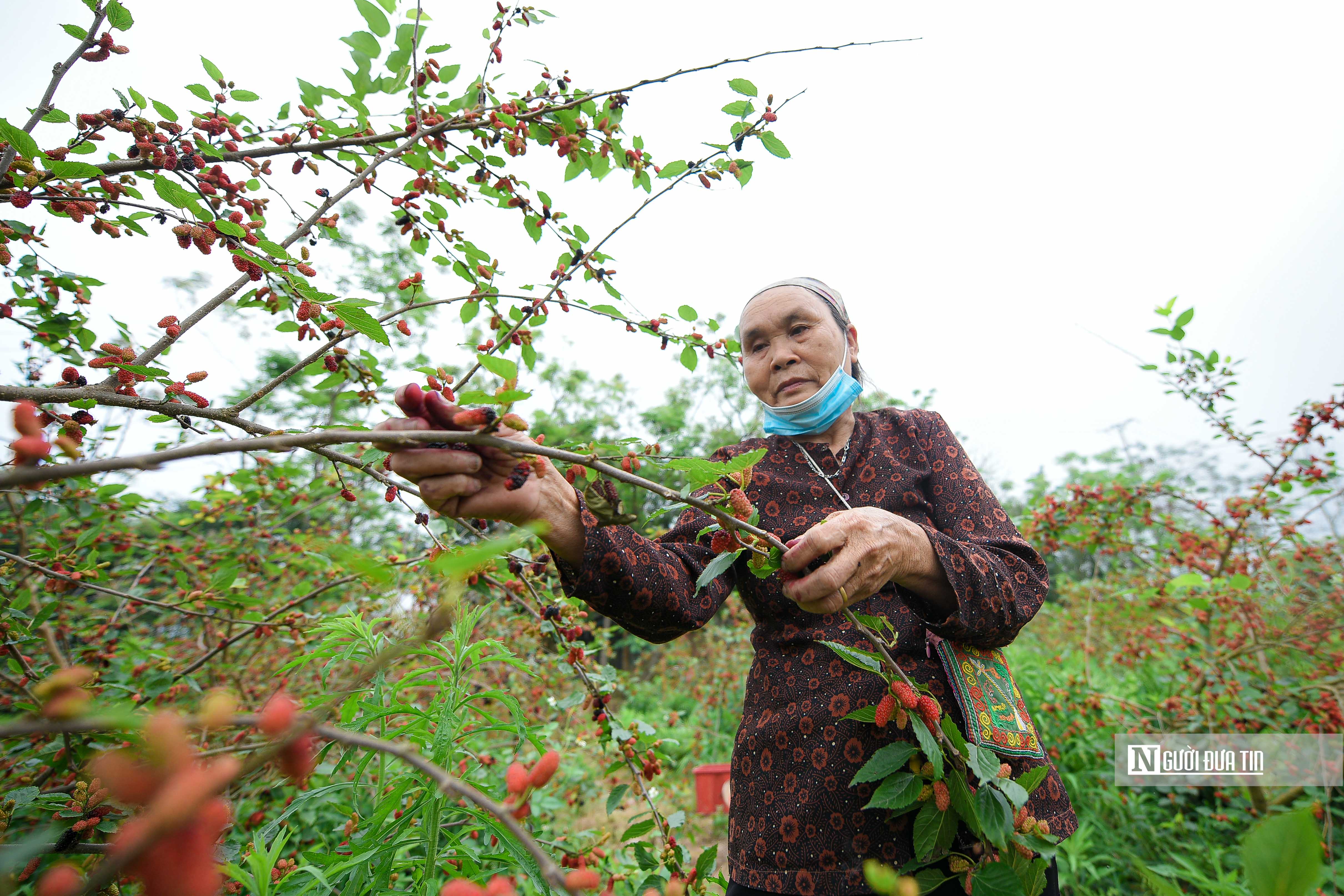 Dân sinh - Tất bật thu hoạch dâu tằm nơi ngoại thành Hà Nội (Hình 7).