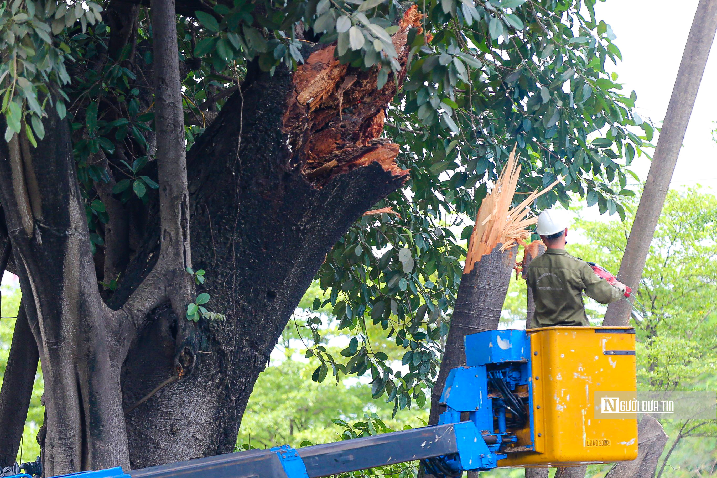 Sự kiện - Cây đa cổ thụ chắn ngang đường, giao thông tắc dài hàng km (Hình 5).