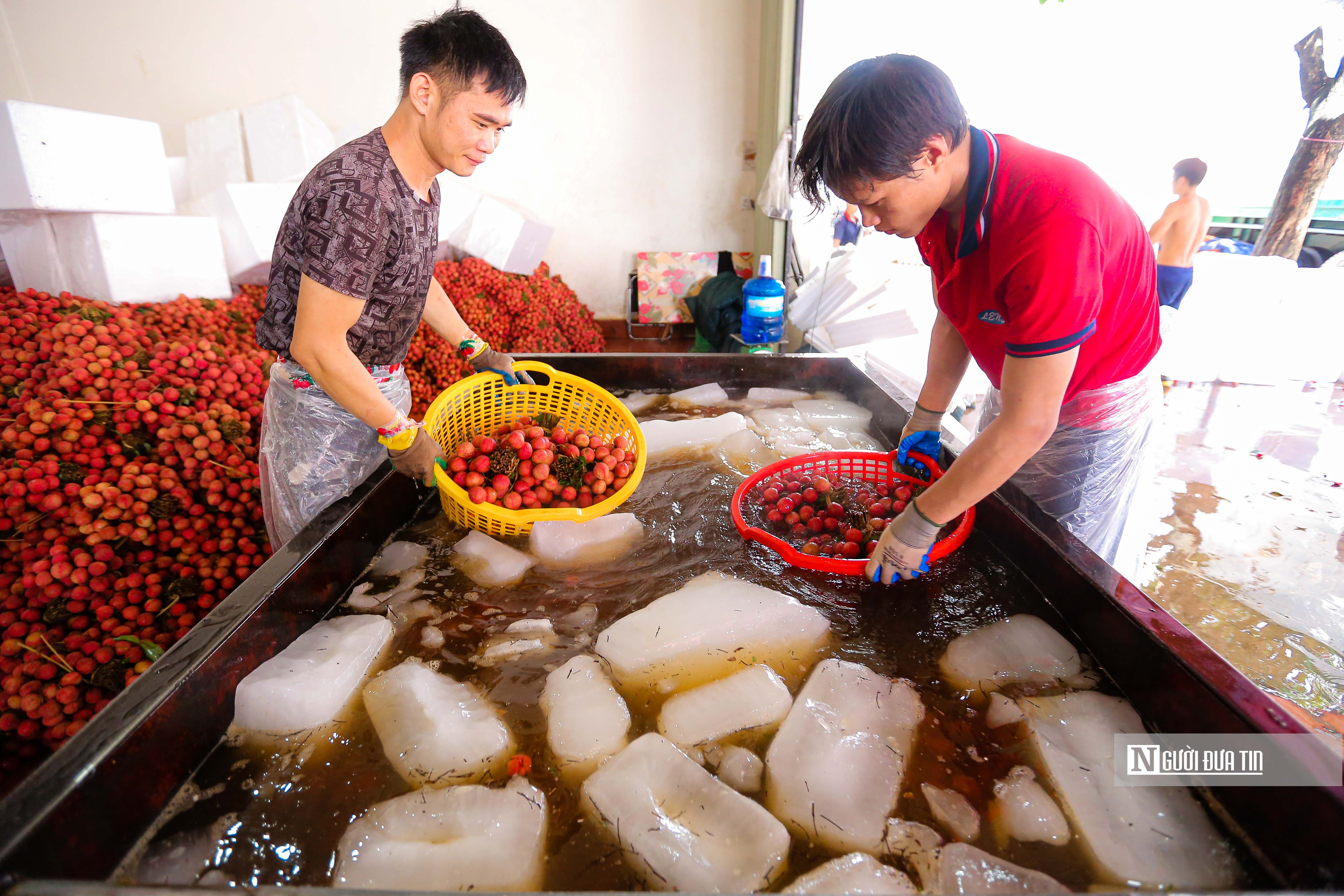 Tiêu dùng & Dư luận - Kiếm tiền triệu mỗi ngày nhờ thu hoạch, đóng gói vải (Hình 5).