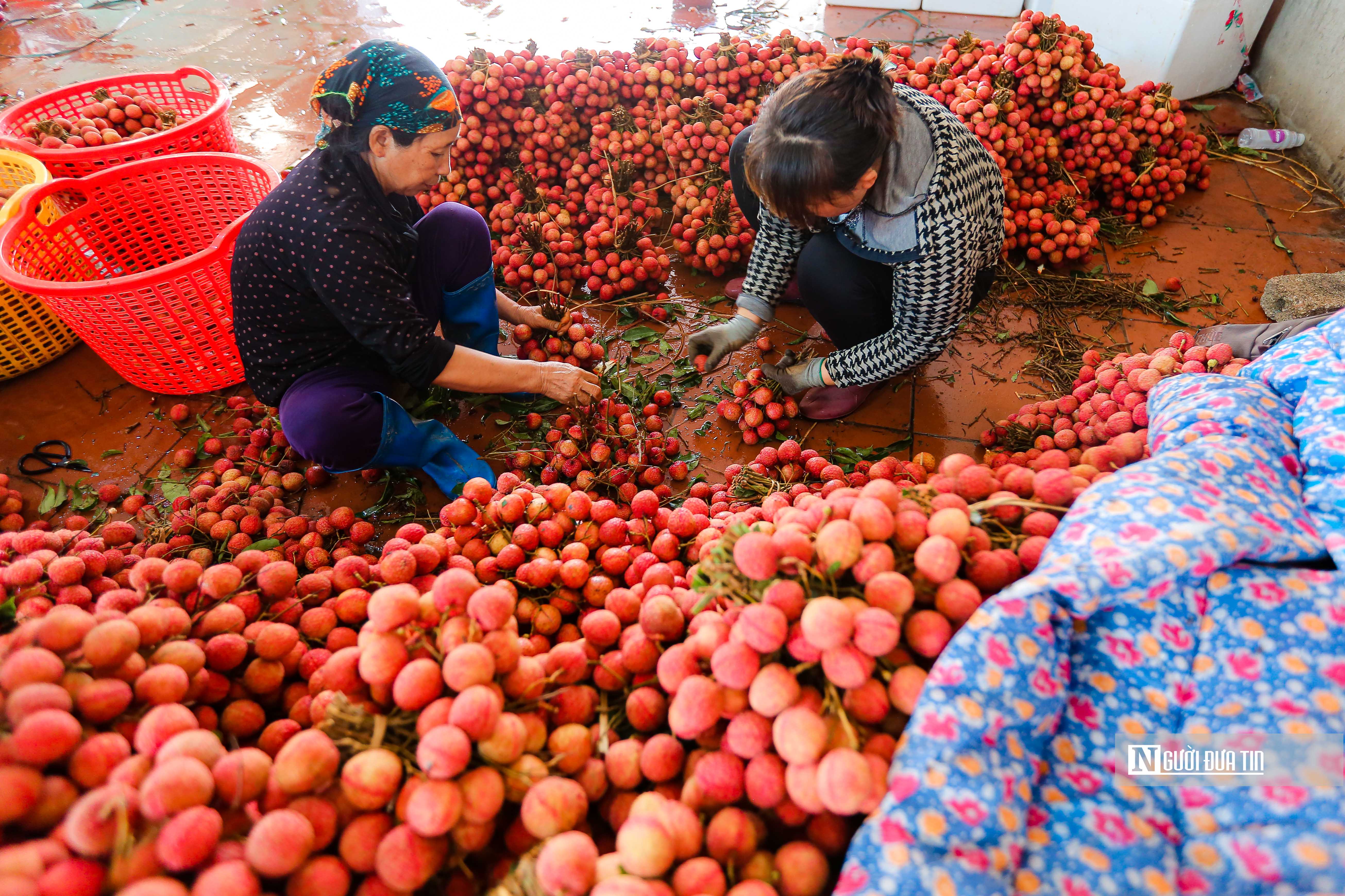 Tiêu dùng & Dư luận - Kiếm tiền triệu mỗi ngày nhờ thu hoạch, đóng gói vải (Hình 3).