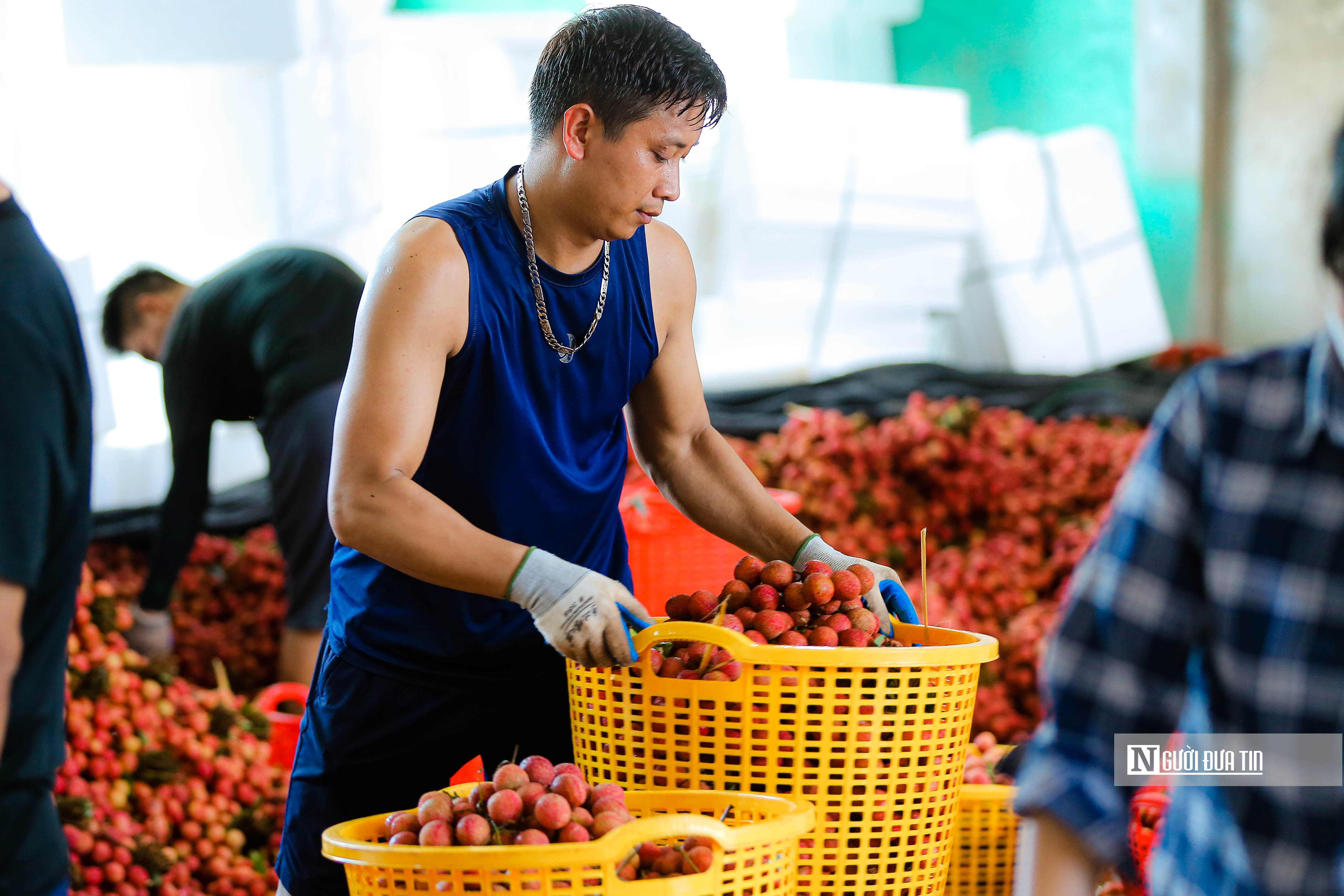 Tiêu dùng & Dư luận - Kiếm tiền triệu mỗi ngày nhờ thu hoạch, đóng gói vải (Hình 4).