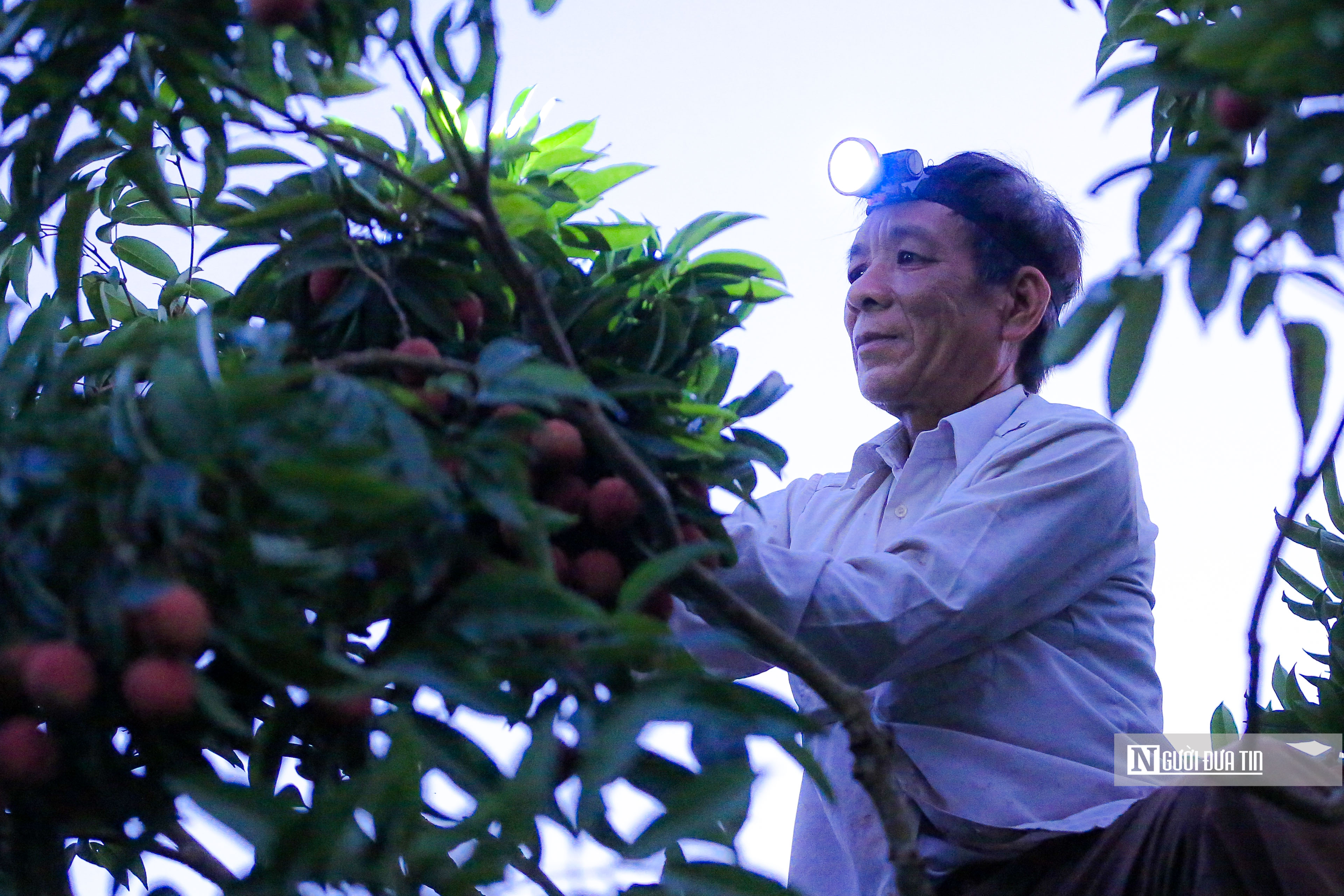 Tiêu dùng & Dư luận - Nông dân soi đèn từ giữa đêm đi bẻ vải thiều Bắc Giang (Hình 6).