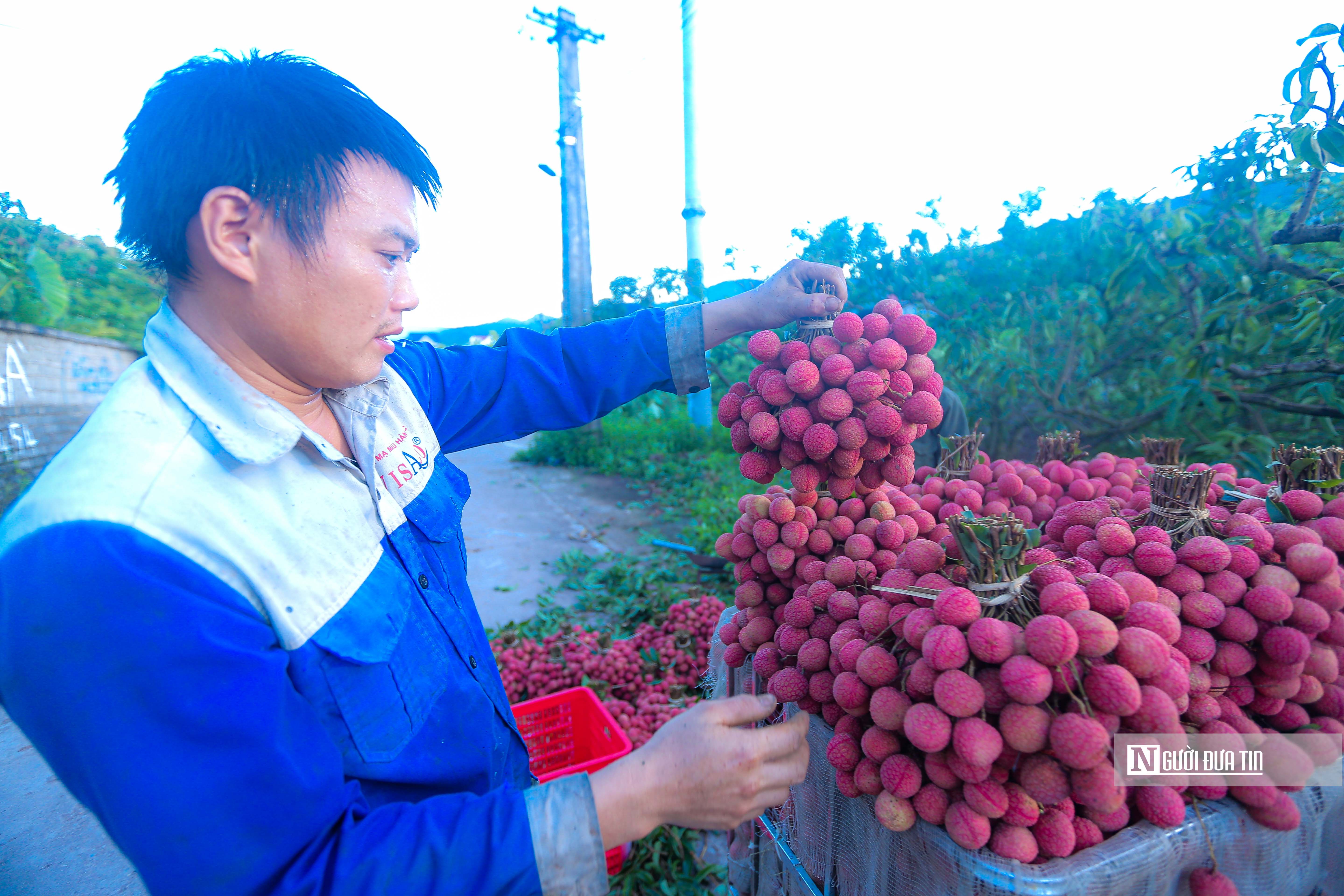 Tiêu dùng & Dư luận - Nông dân soi đèn từ giữa đêm đi bẻ vải thiều Bắc Giang (Hình 11).