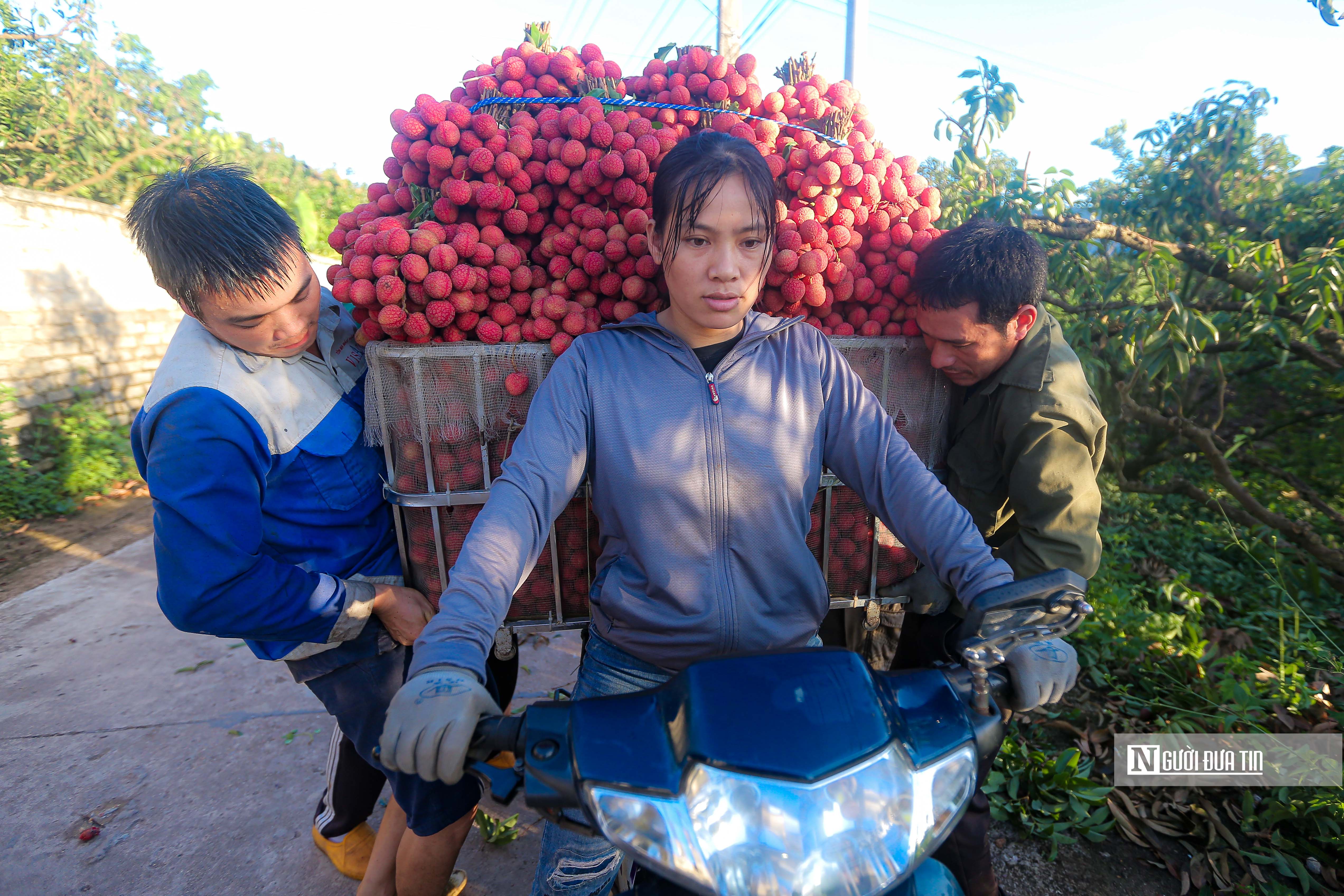 Tiêu dùng & Dư luận - Nông dân soi đèn từ giữa đêm đi bẻ vải thiều Bắc Giang (Hình 12).