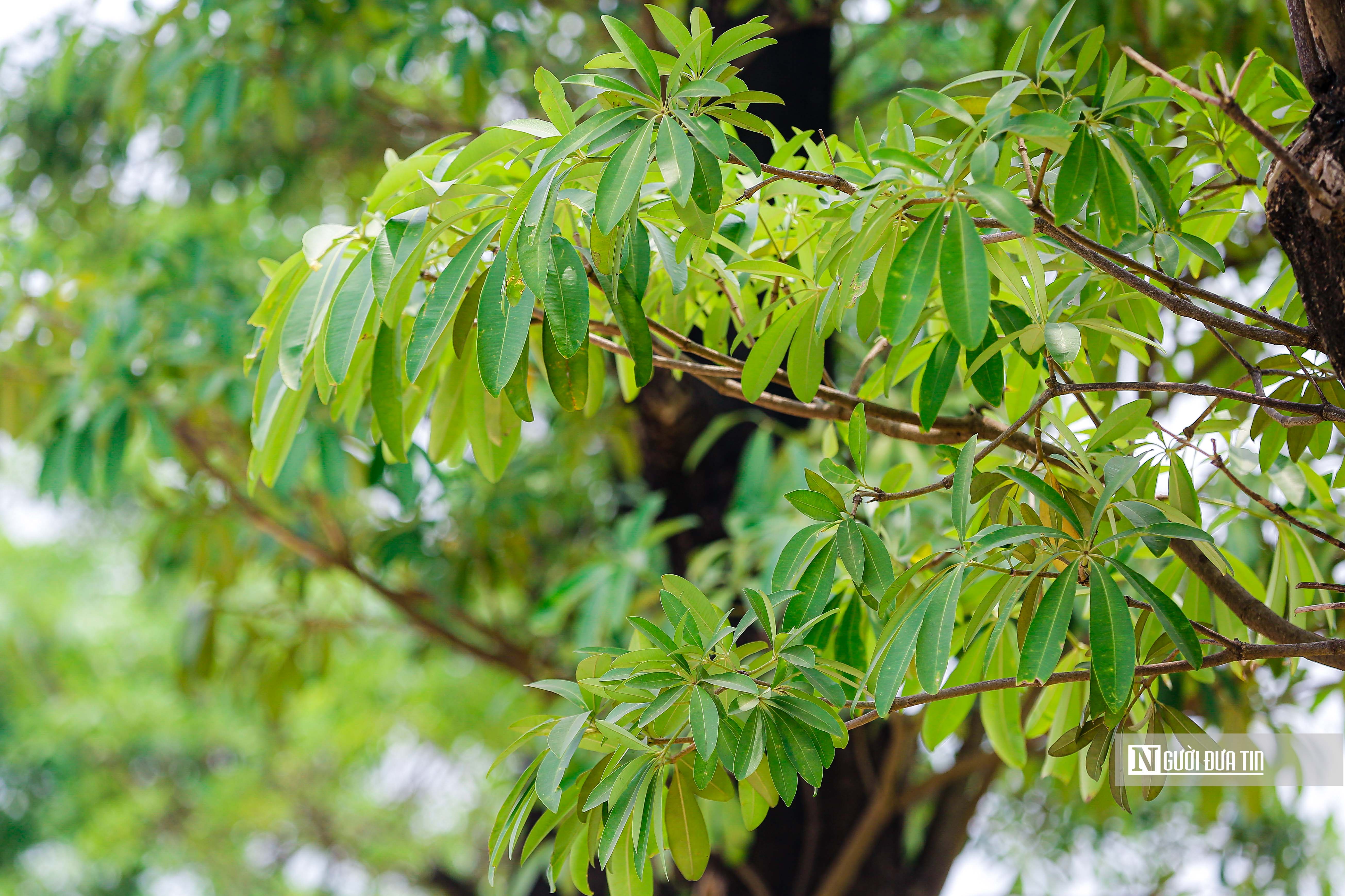 Môi trường - Hàng hoa sữa sau 3 năm đưa lên trồng tại bãi rác Nam Sơn  (Hình 3).