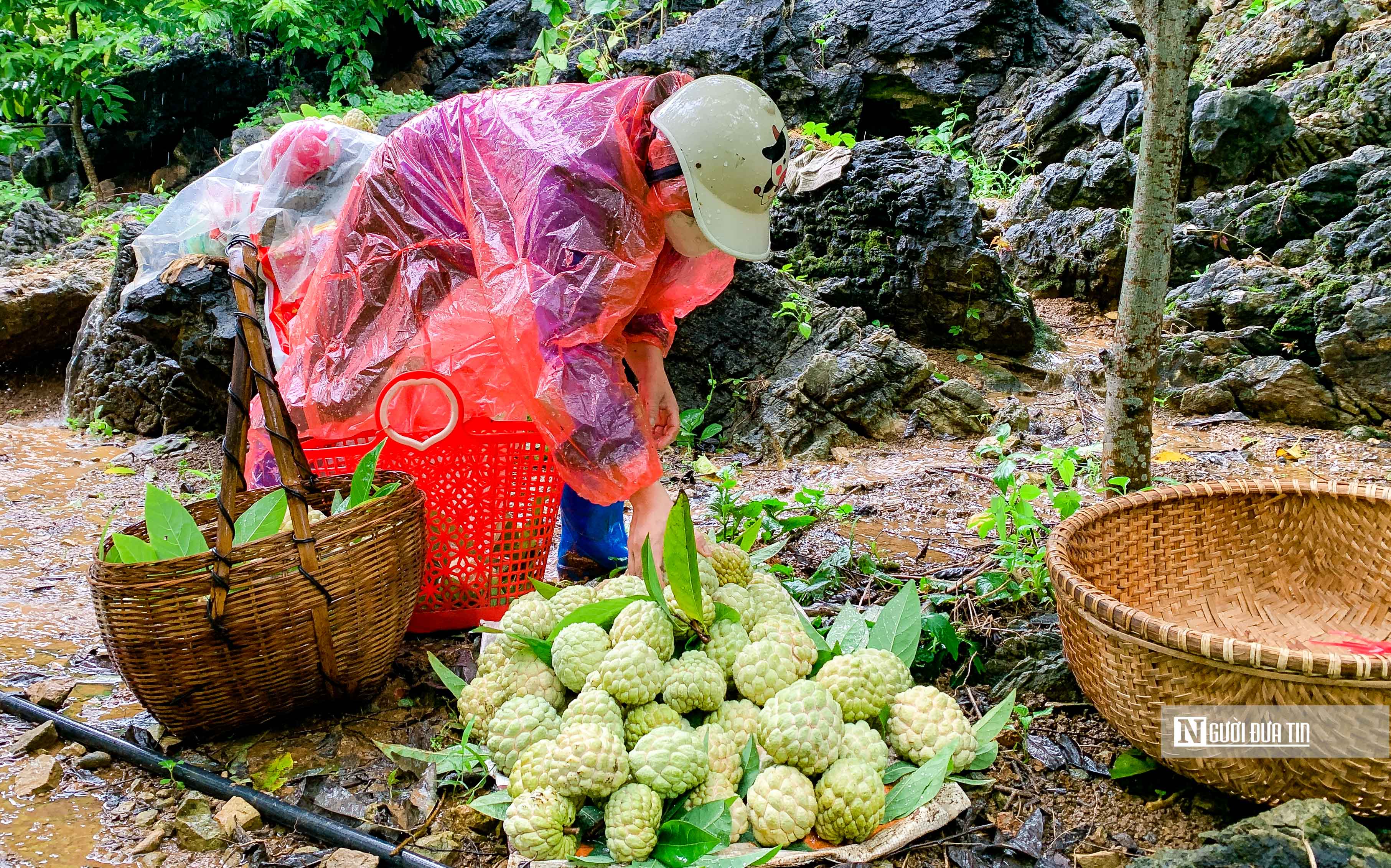 Tiêu dùng & Dư luận - 'Vàng trên núi' giúp thôn bản ở Lạng Sơn có 60-70% hộ giàu (Hình 6).