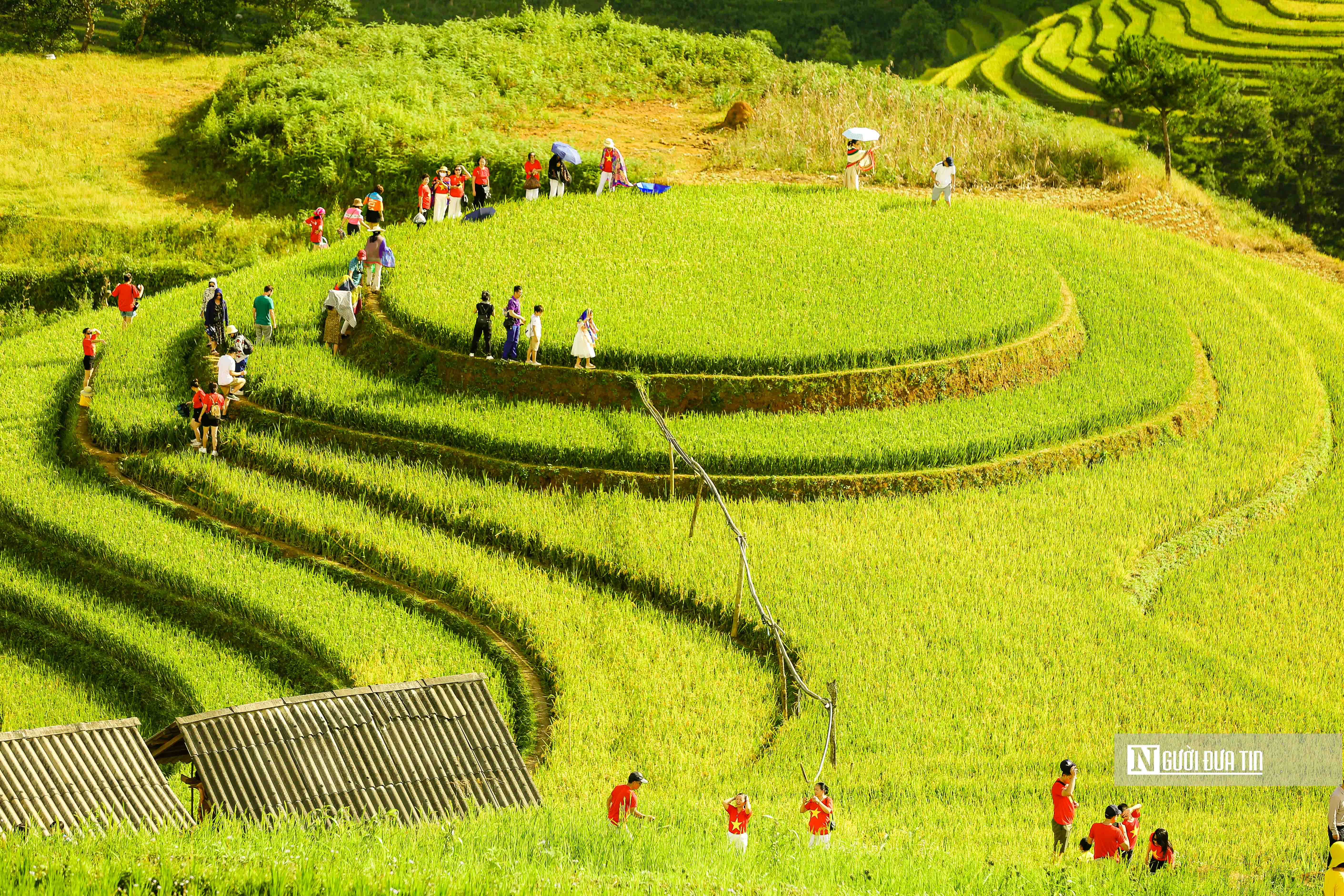 Sự kiện - Ngắm những thửa ruộng bậc thang ở Yên Bái 'thay áo mới' (Hình 10).