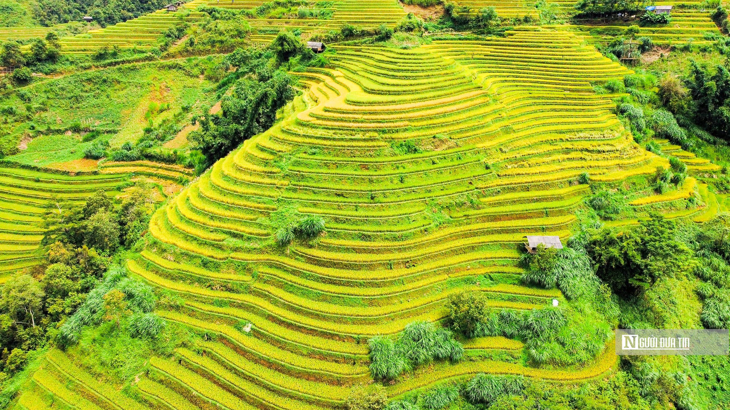 Sự kiện - Ngắm những thửa ruộng bậc thang ở Yên Bái 'thay áo mới' (Hình 3).