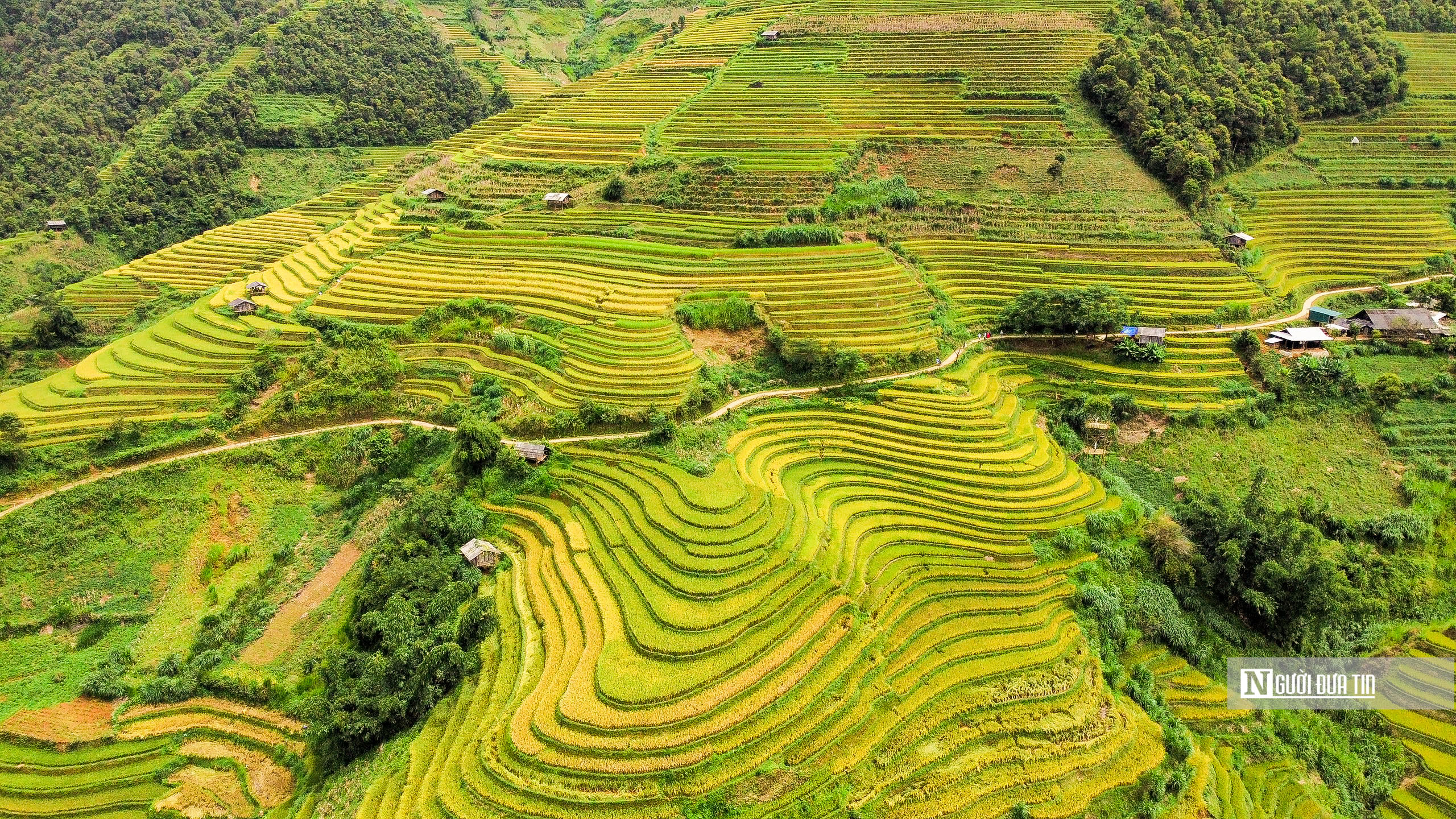 Sự kiện - Ngắm những thửa ruộng bậc thang ở Yên Bái 'thay áo mới' (Hình 7).