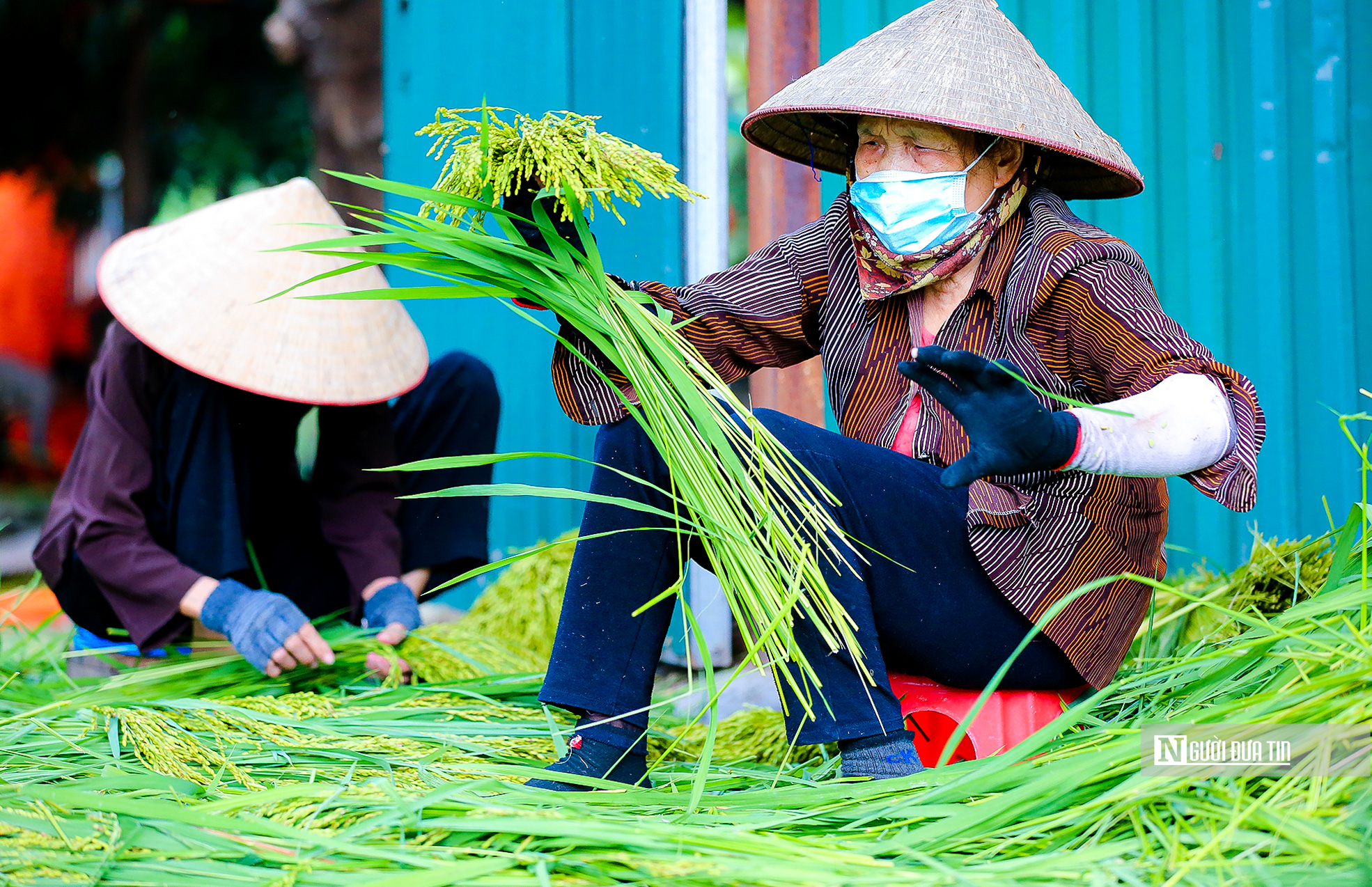 Dân sinh - Làng cốm Mễ Trì vào vụ lớn nhất trong năm