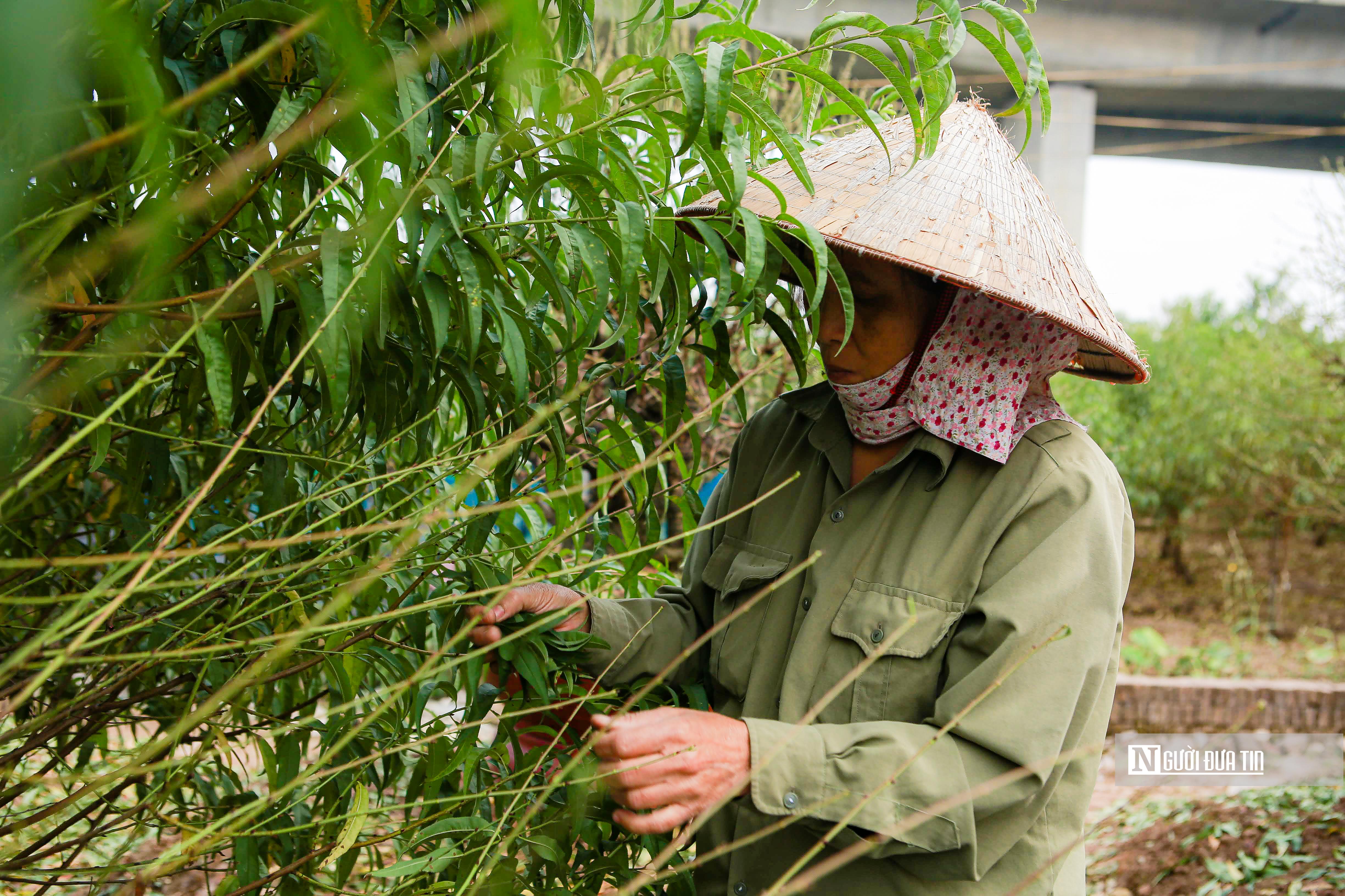 Dân sinh - Làng đào Nhật Tân hối hả vào vụ Tết Nguyên đán 2023 (Hình 5).