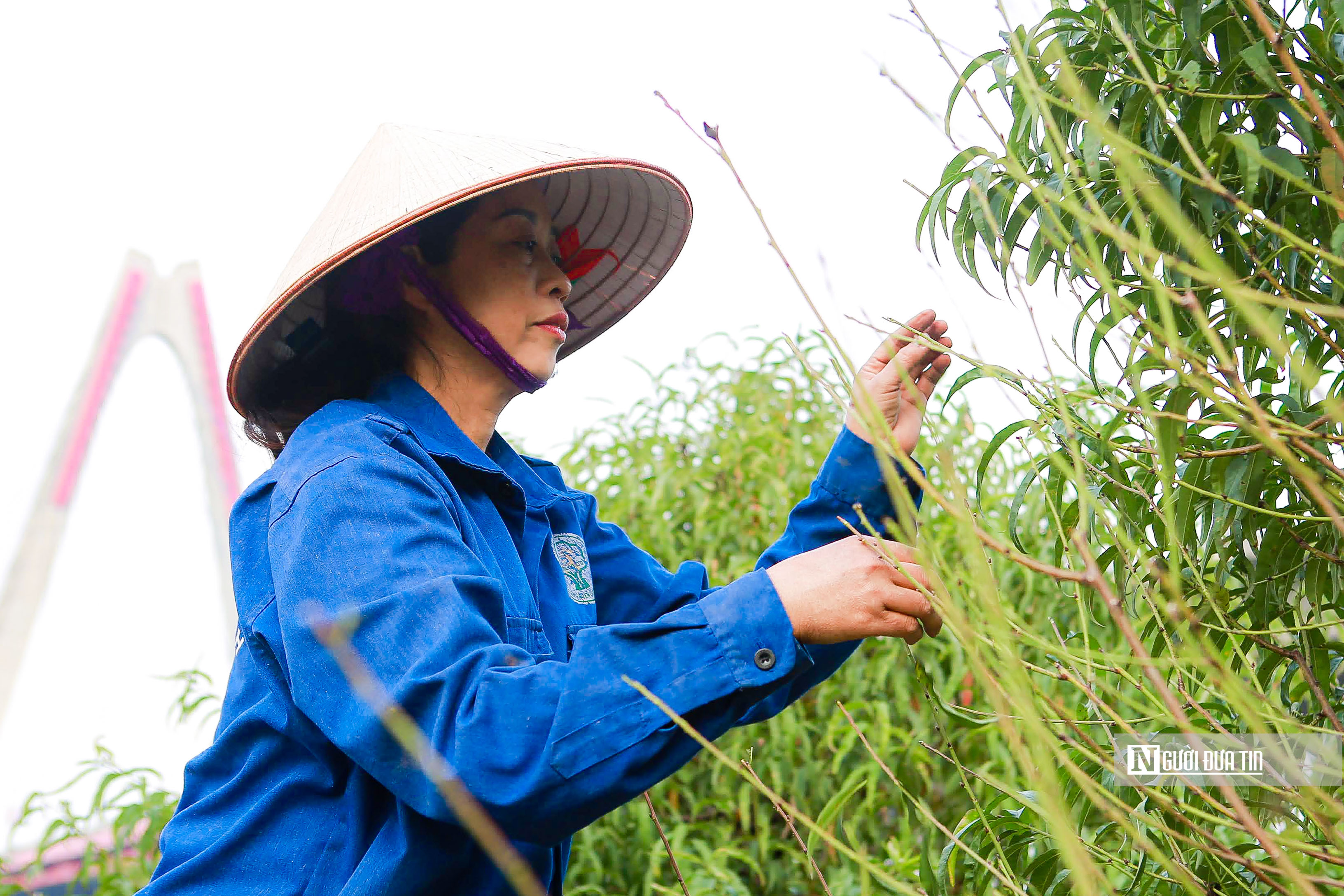 Dân sinh - Làng đào Nhật Tân hối hả vào vụ Tết Nguyên đán 2023 (Hình 3).