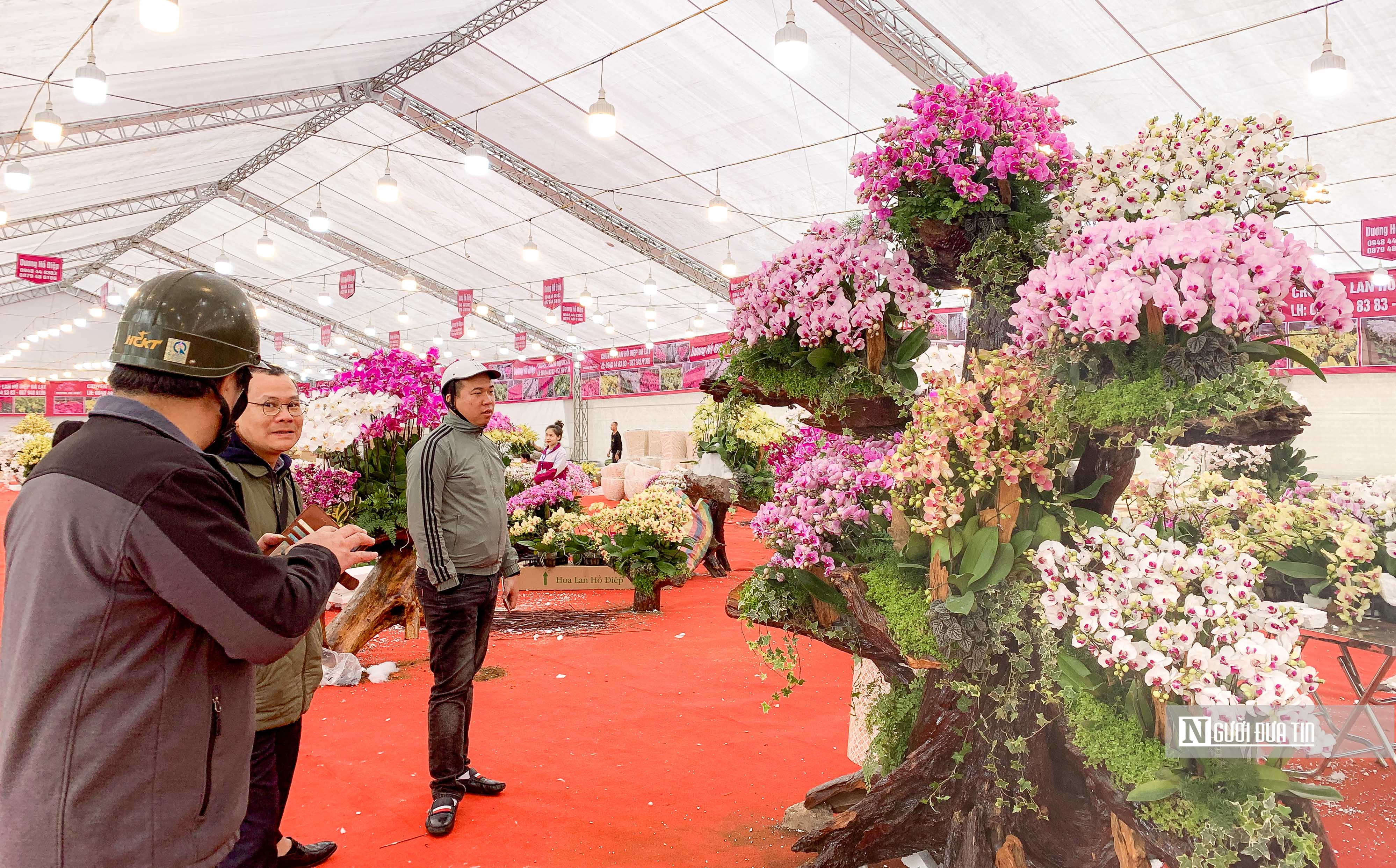 Tiêu dùng & Dư luận - Độc đáo lan Hồ Điệp bonsai chào Tết Quý Mão 2023 (Hình 13).