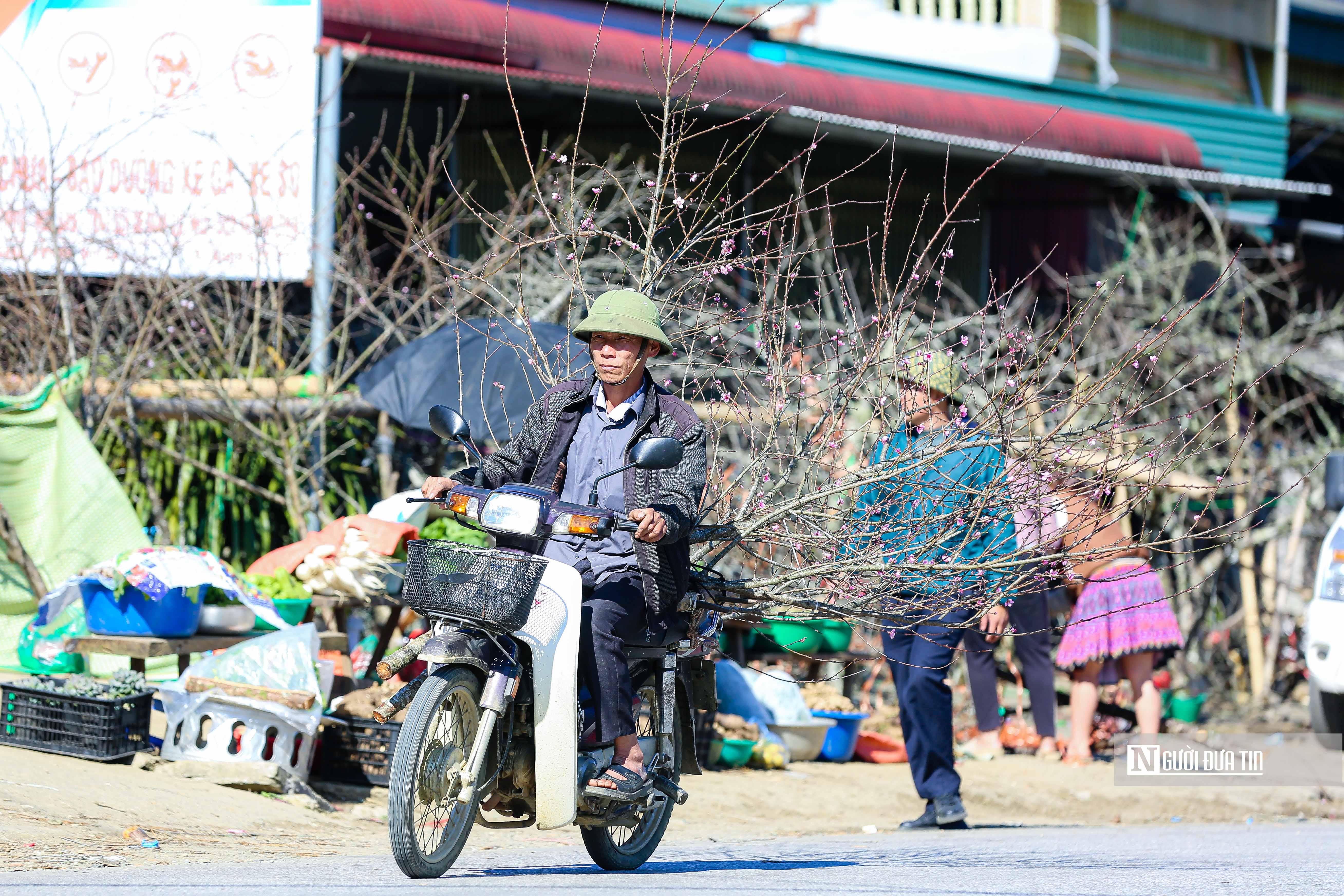 Dân sinh - Người Mông nhộn nhịp chở đào đi bán (Hình 3).