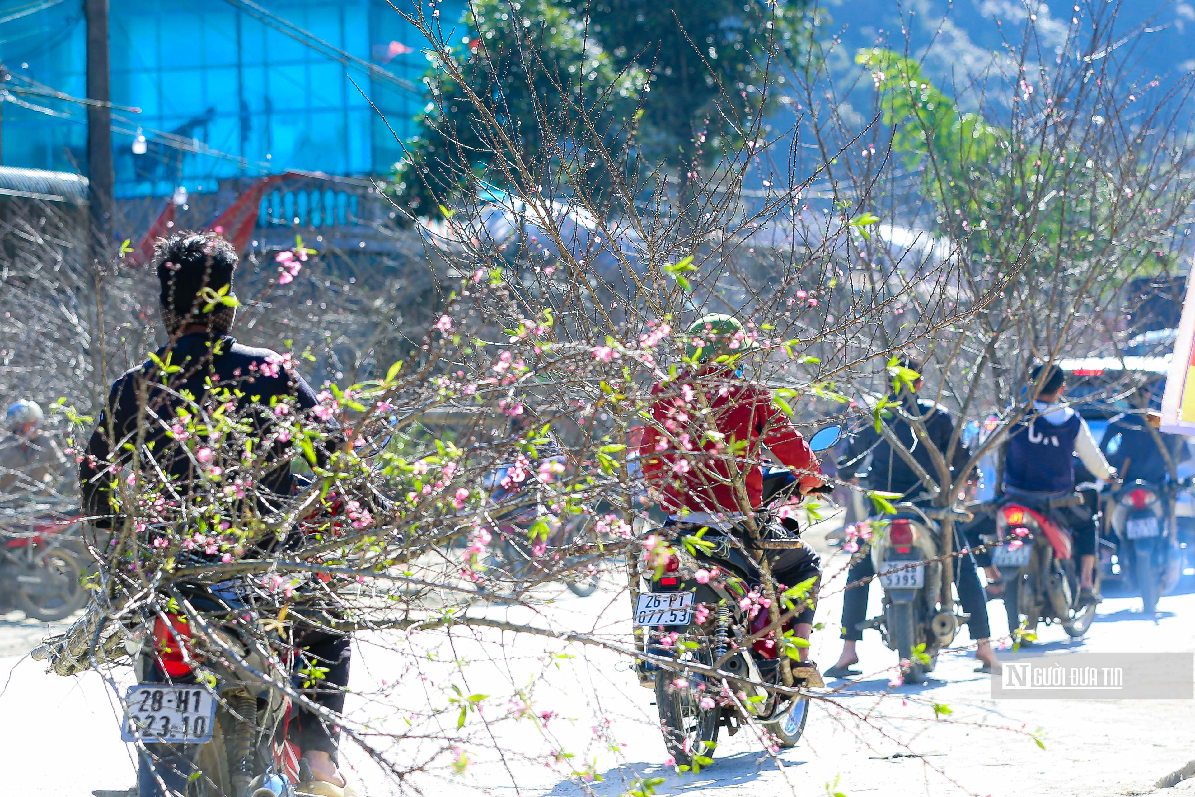 Dân sinh - Người Mông nhộn nhịp chở đào đi bán (Hình 5).