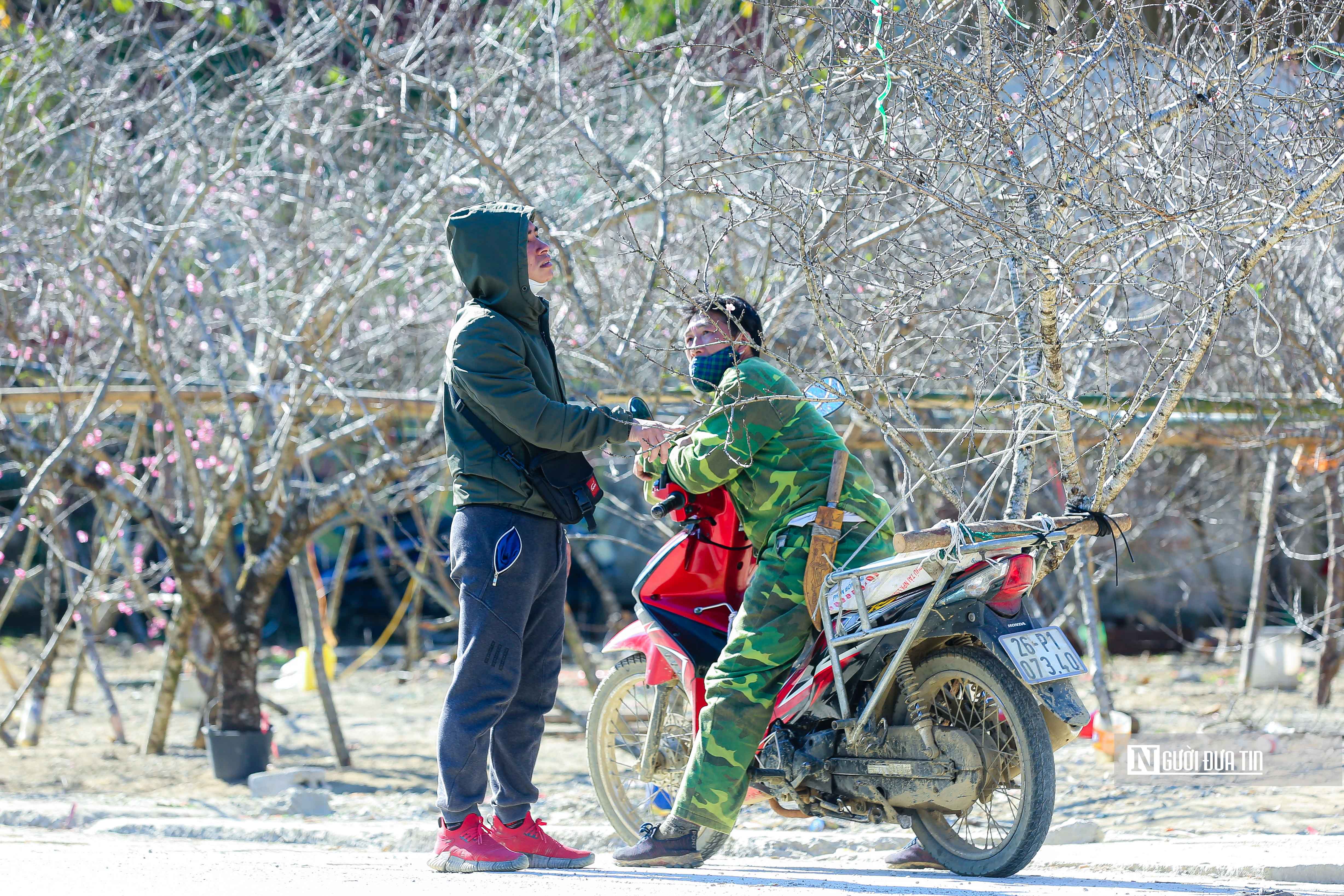 Dân sinh - Người Mông nhộn nhịp chở đào đi bán (Hình 2).