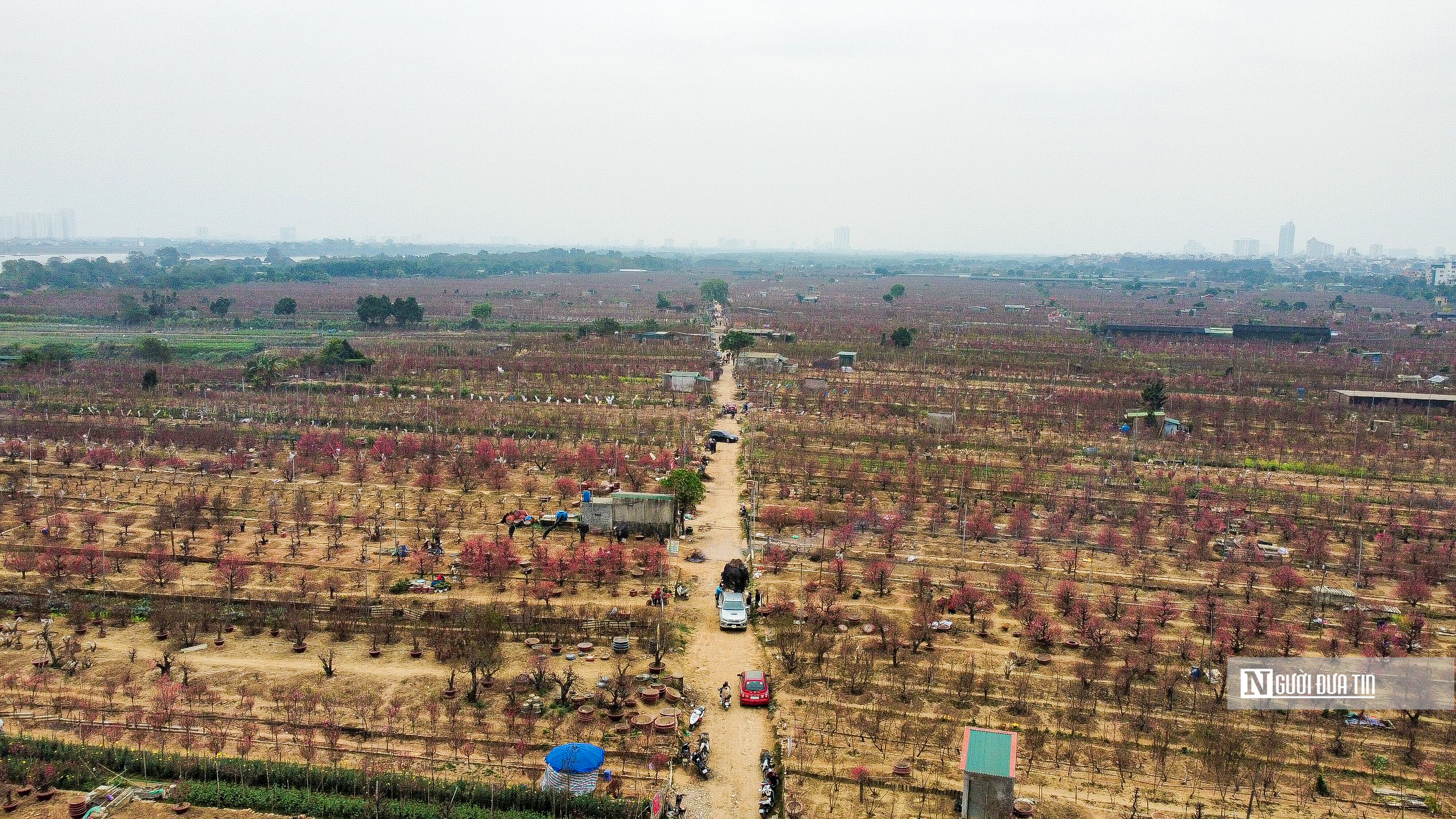 Kinh tế - Hà Nội: Người dân chen chân mua đào những ngày cận Tết (Hình 2).