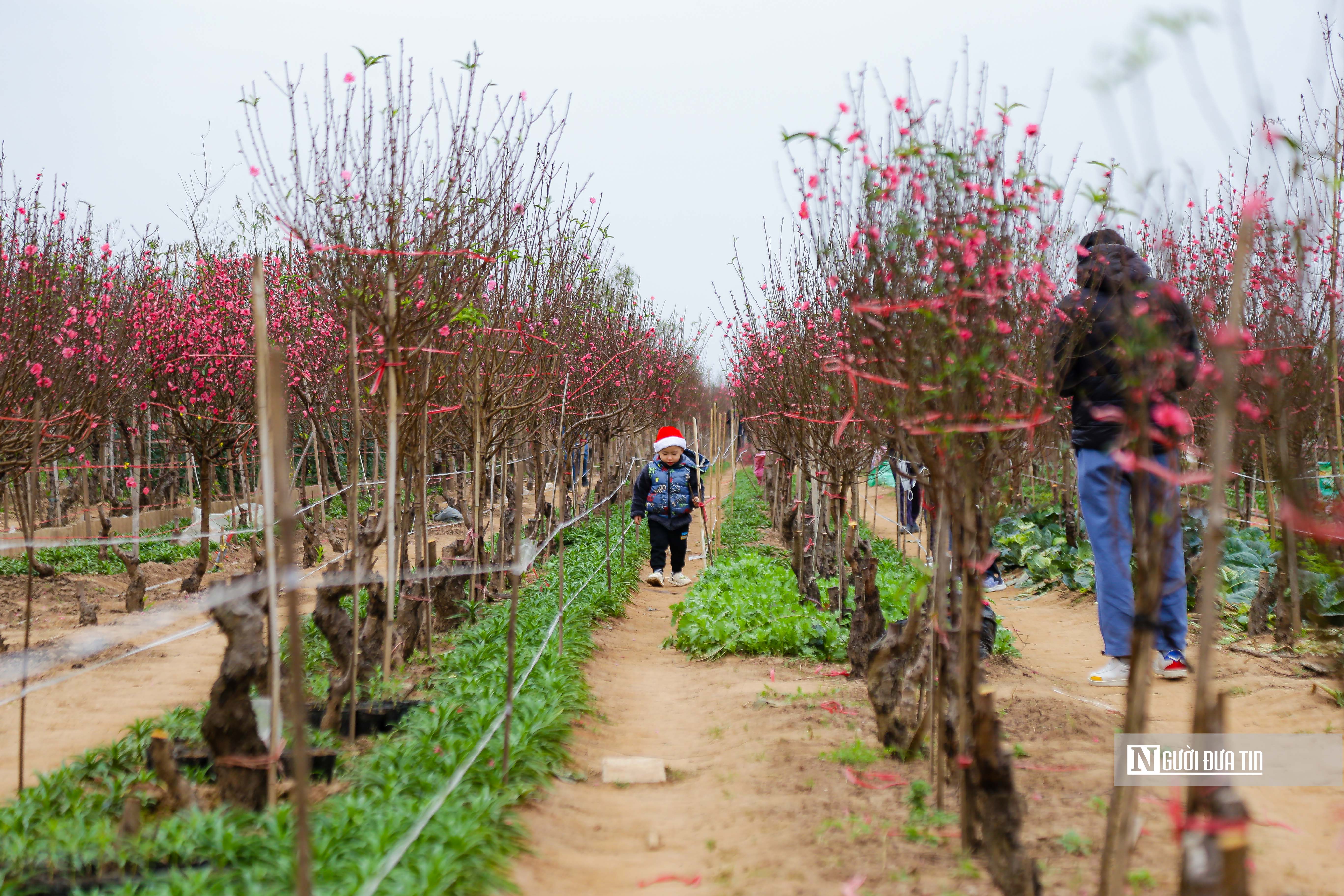 Kinh tế - Hà Nội: Người dân chen chân mua đào những ngày cận Tết (Hình 12).