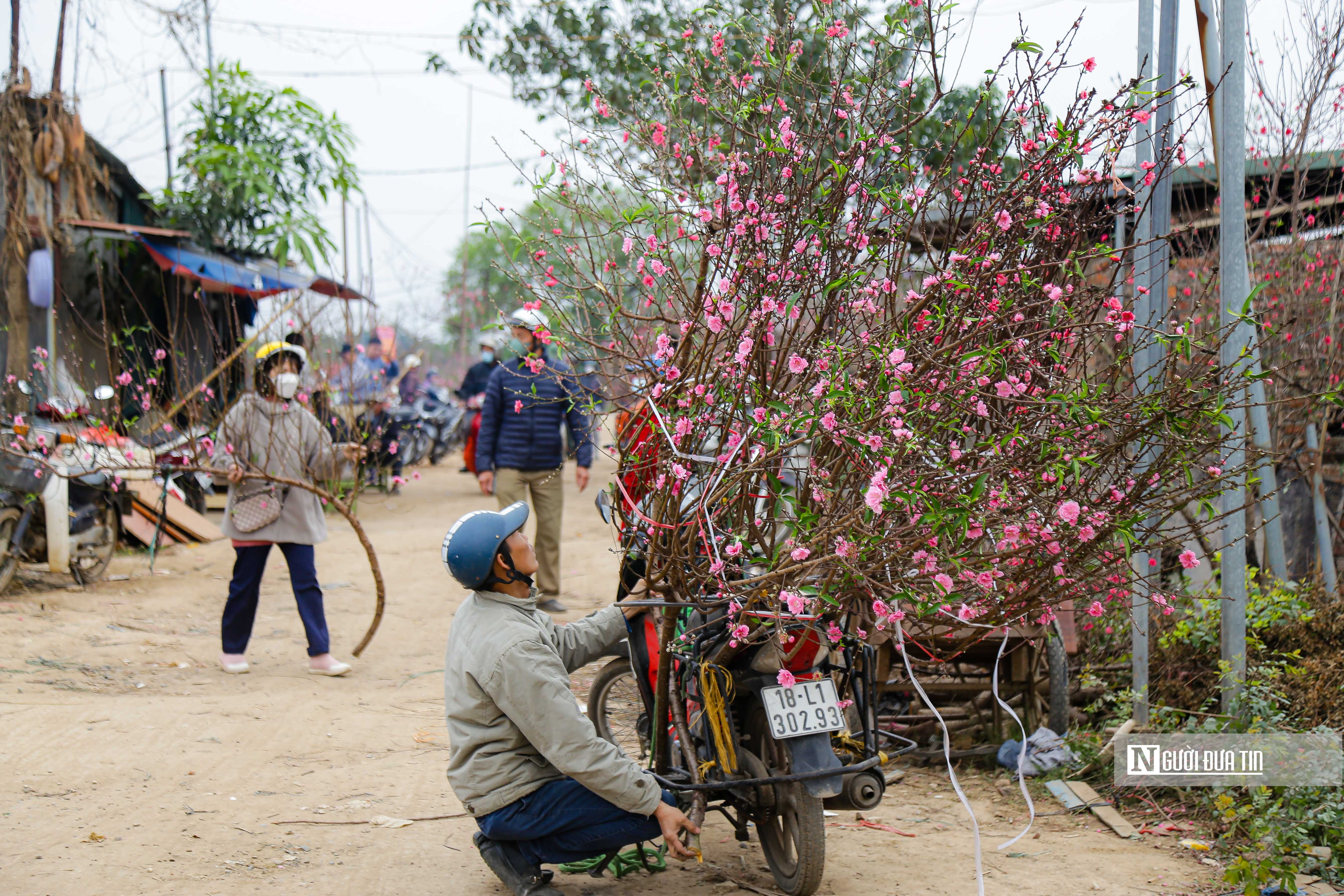 Kinh tế - Hà Nội: Người dân chen chân mua đào những ngày cận Tết (Hình 10).