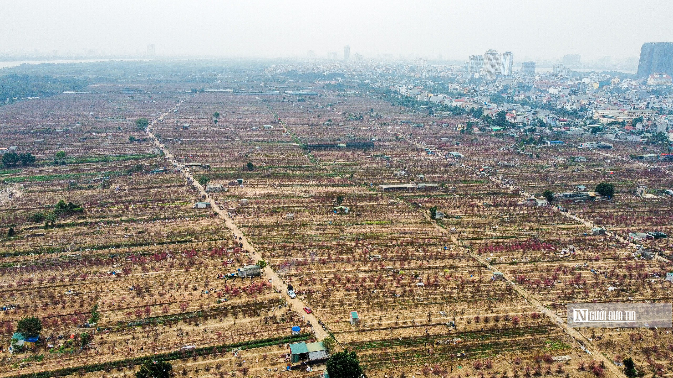 Kinh tế - Hà Nội: Người dân chen chân mua đào những ngày cận Tết