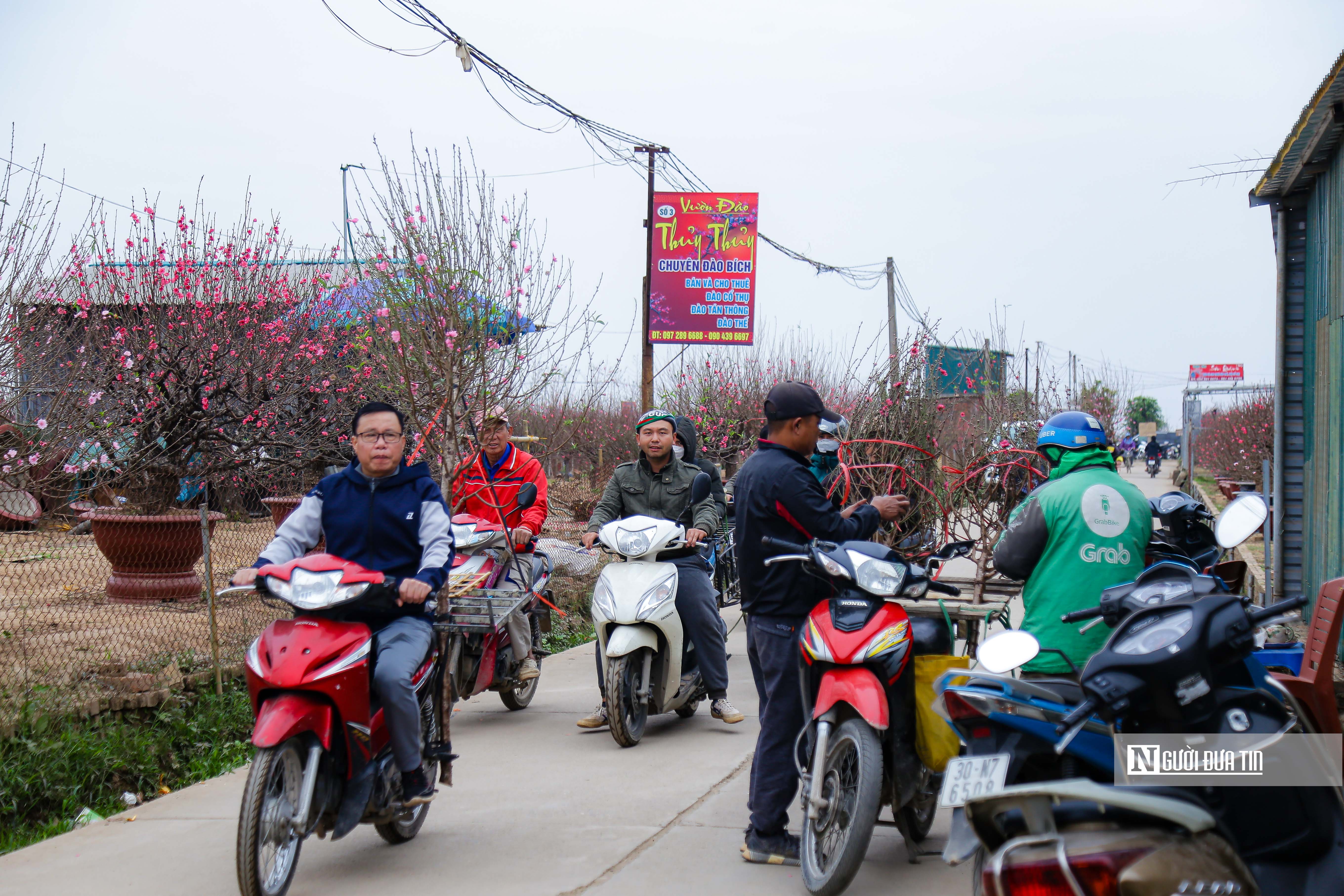 Kinh tế - Hà Nội: Người dân chen chân mua đào những ngày cận Tết (Hình 4).