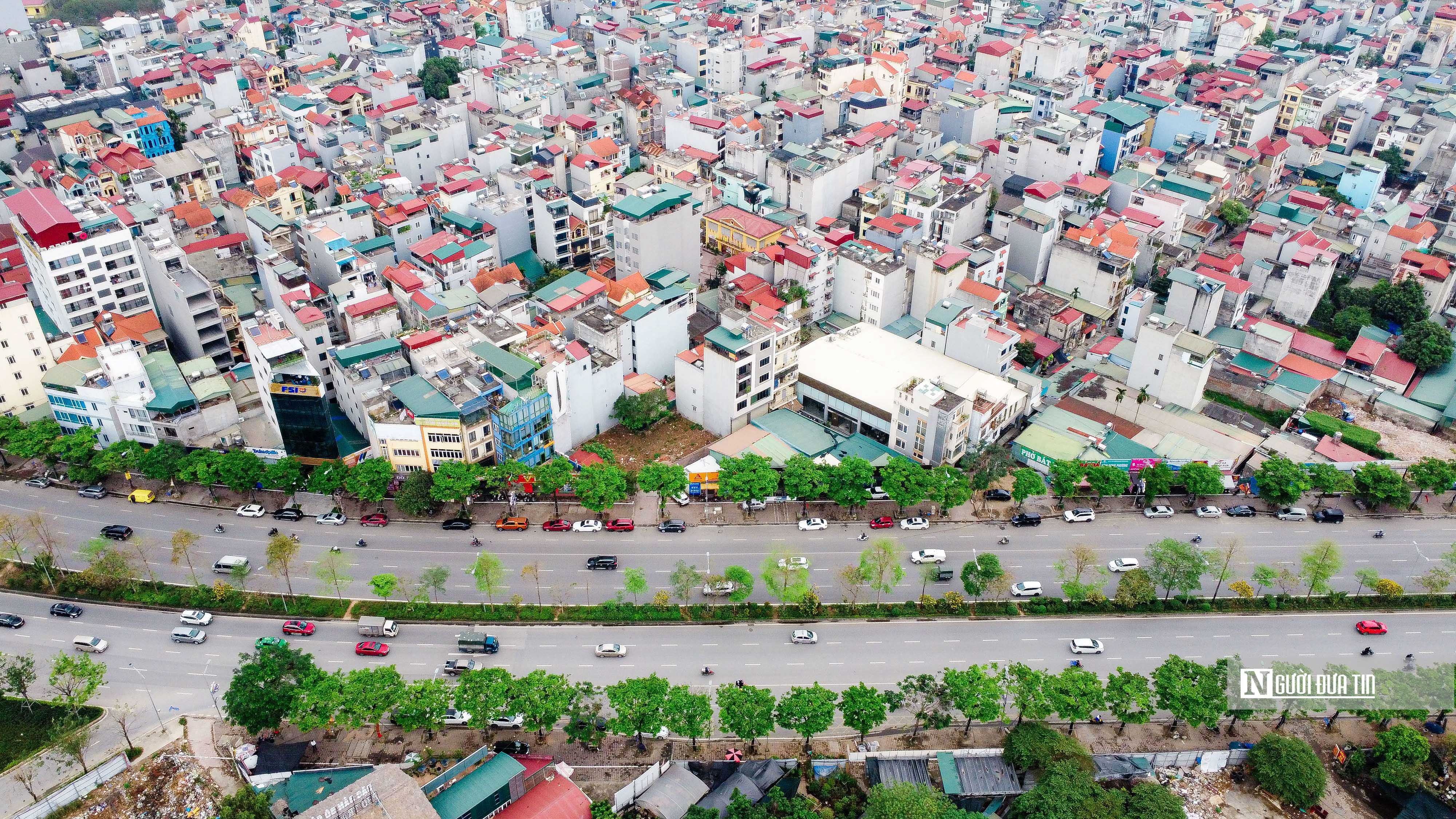 Sự kiện - Cận cảnh hàng cây xanh nhập lậu được trồng tại các tuyến phố ở Hà Nội (Hình 15).