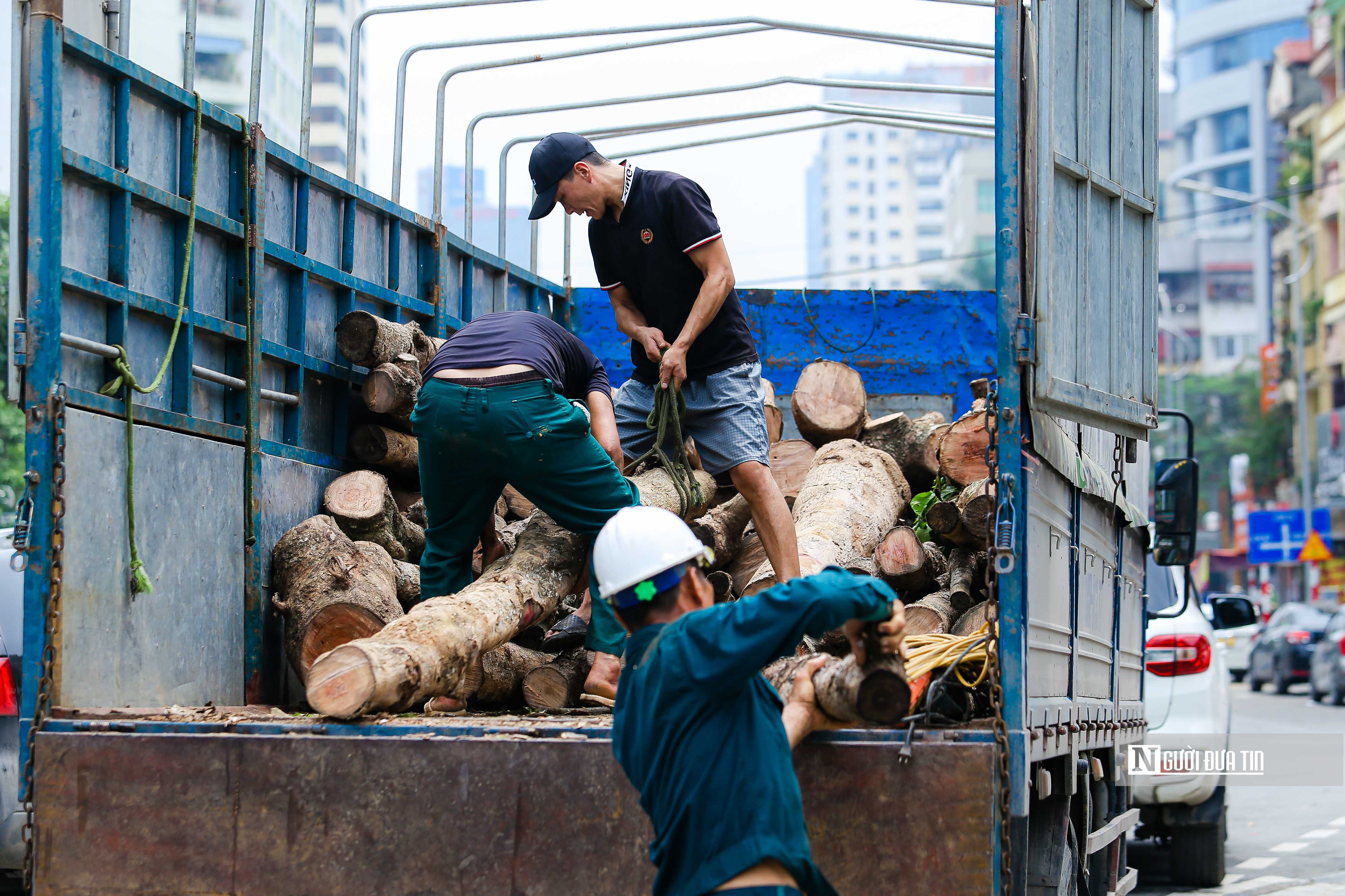 Sự kiện - Chặt hạ hàng cây tiền tỷ mới trồng trên đường Huỳnh Thúc Kháng kéo dài (Hình 9).