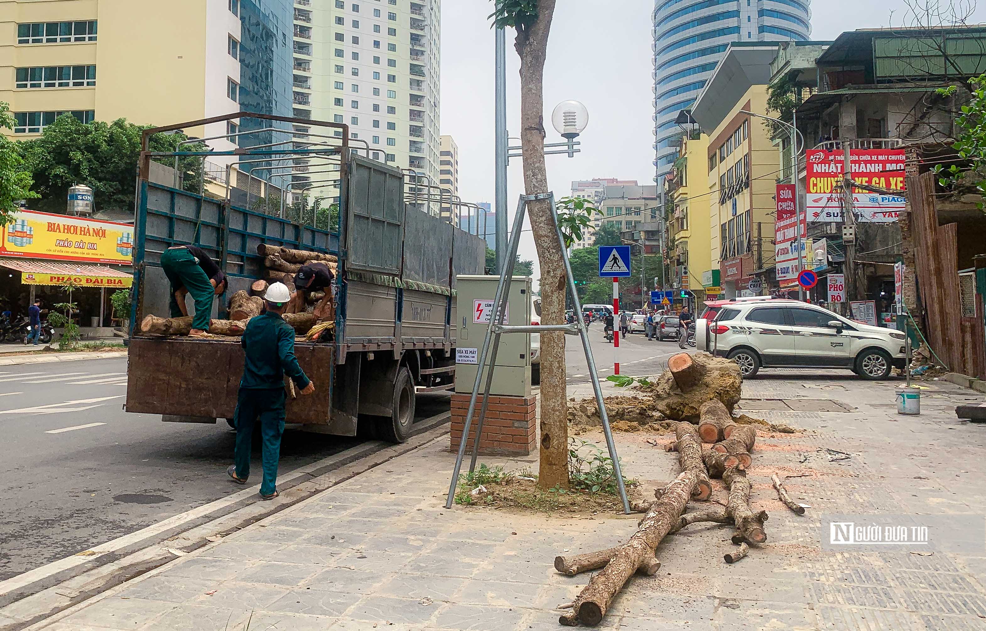 Sự kiện - Chặt hạ hàng cây tiền tỷ mới trồng trên đường Huỳnh Thúc Kháng kéo dài (Hình 8).