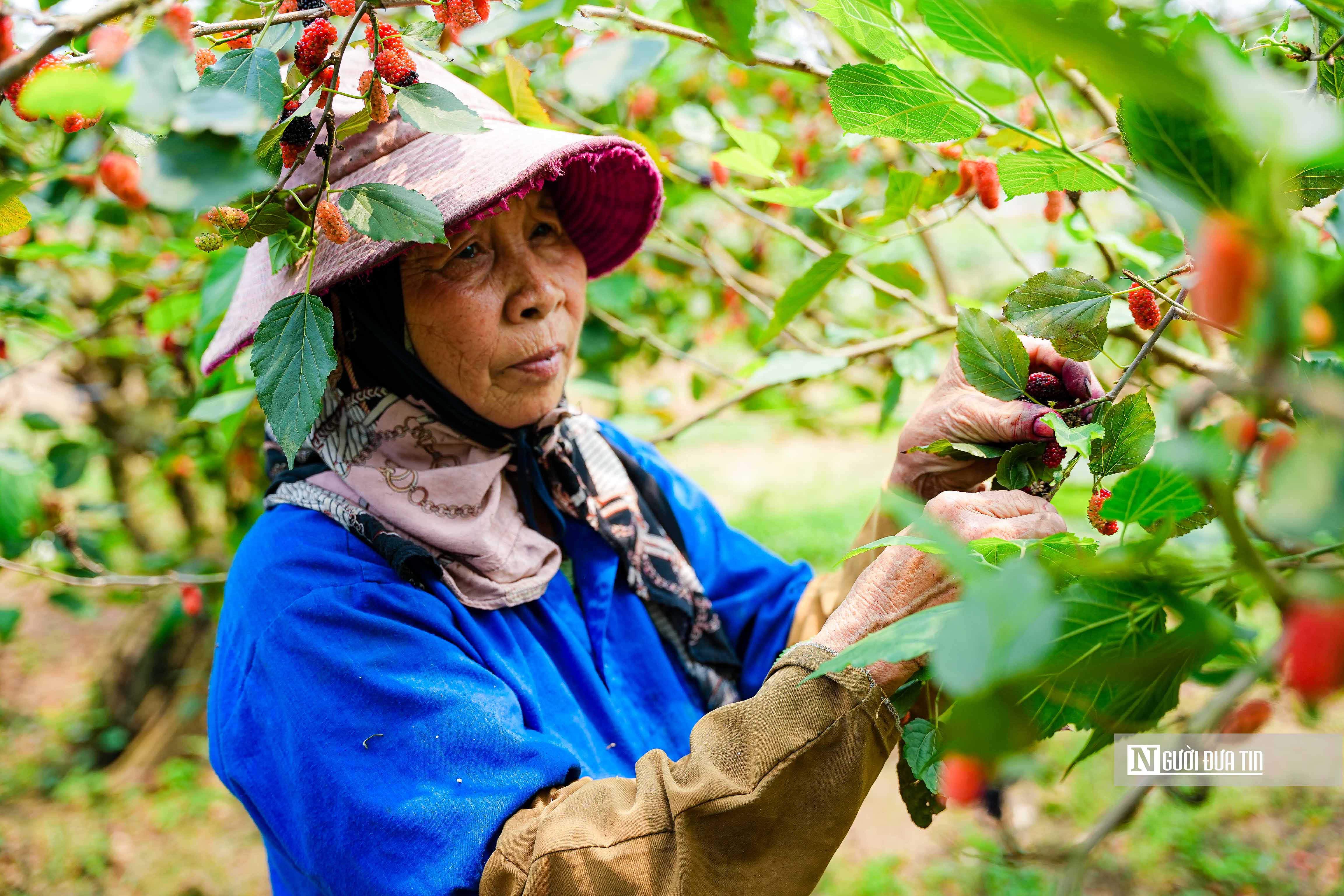 Tiêu dùng & Dư luận - Tất bật thu hoạch dâu tằm ở ngoại thành Hà Nội (Hình 7).