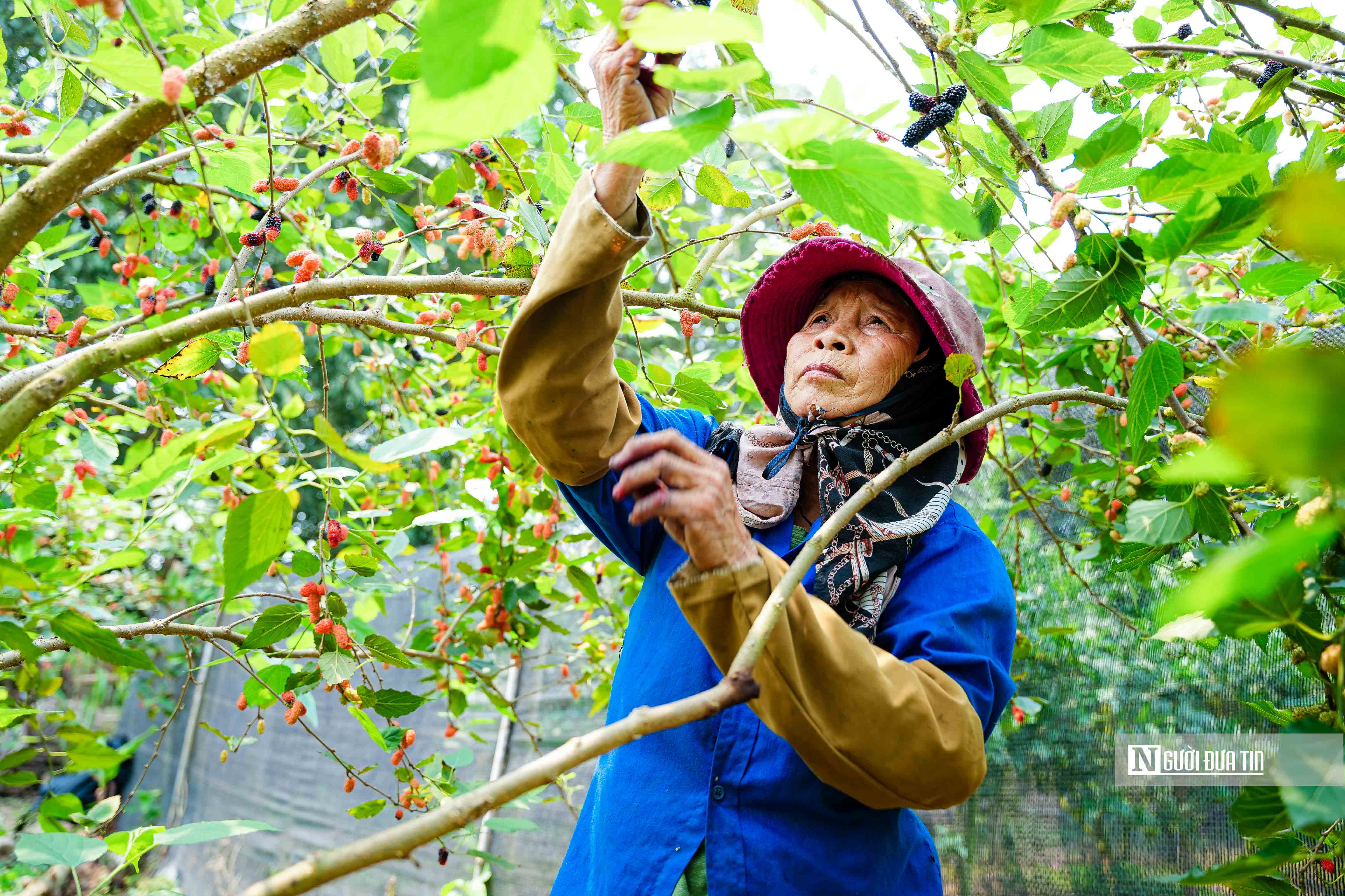 Tiêu dùng & Dư luận - Tất bật thu hoạch dâu tằm ở ngoại thành Hà Nội (Hình 6).