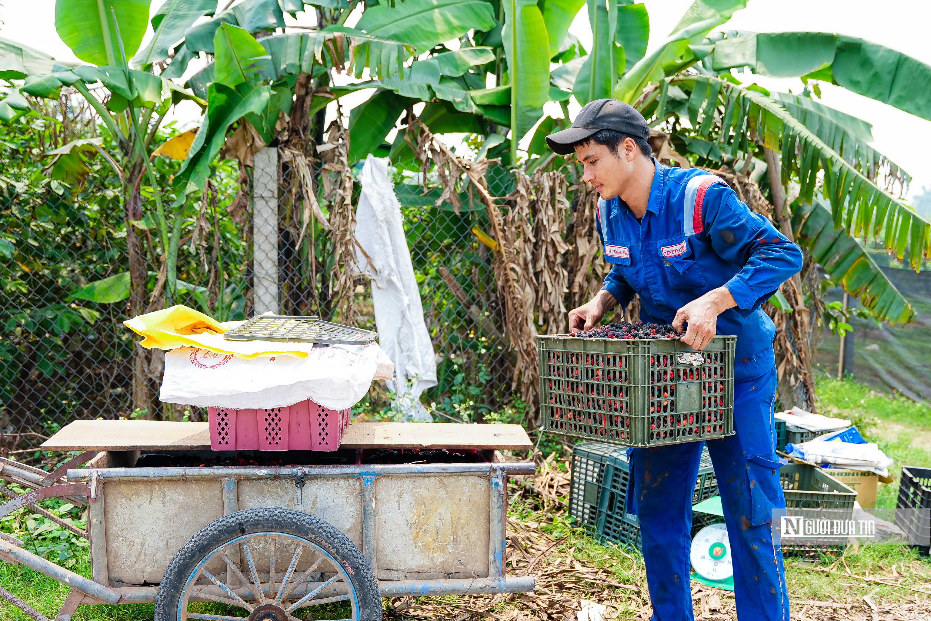 Tiêu dùng & Dư luận - Tất bật thu hoạch dâu tằm ở ngoại thành Hà Nội (Hình 12).